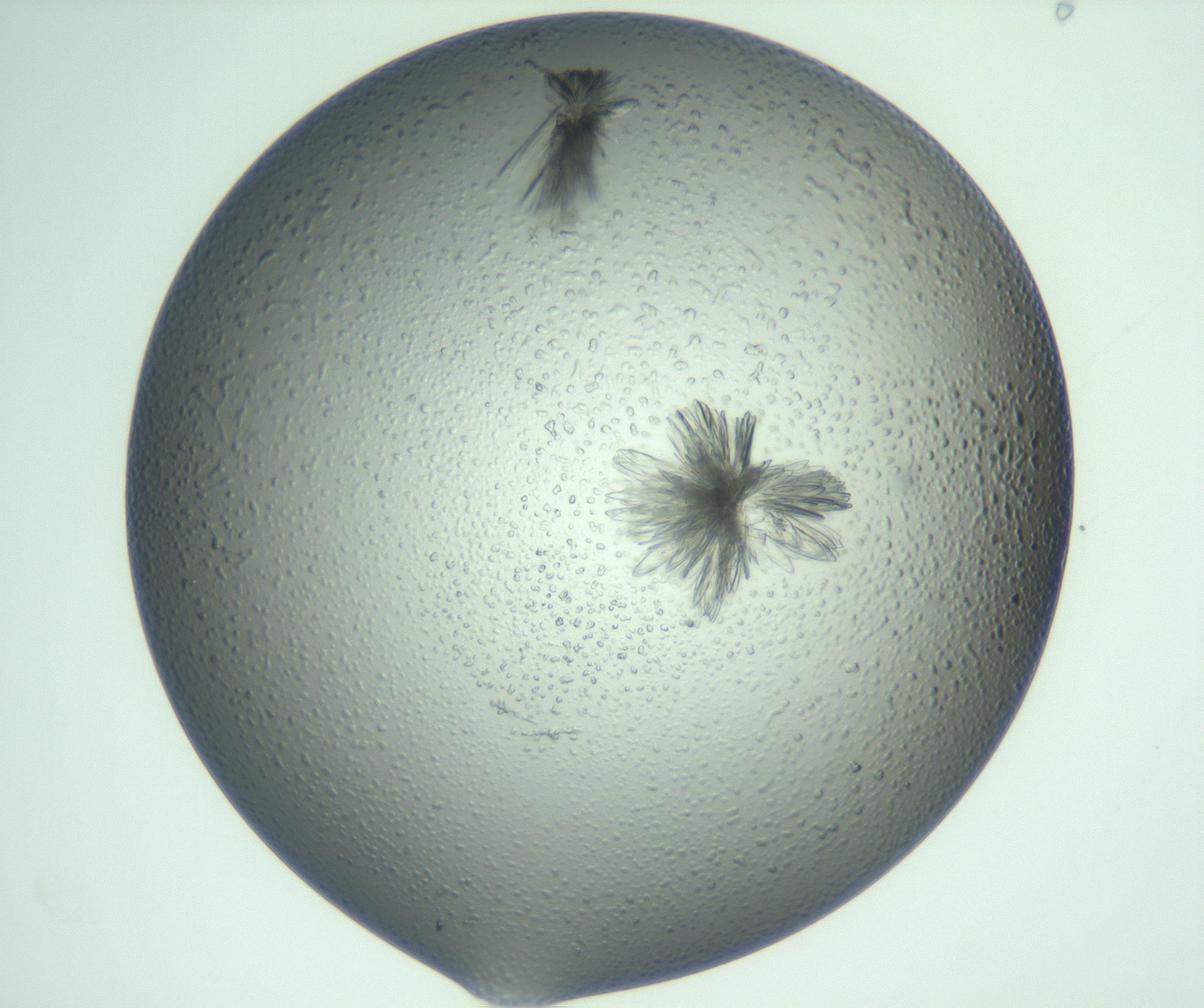 RI01_03_000_0212_Proj1_Clon1_MC_0000MC103074_003_161129_09_02_01_00_99_002_001_RAI.jpg