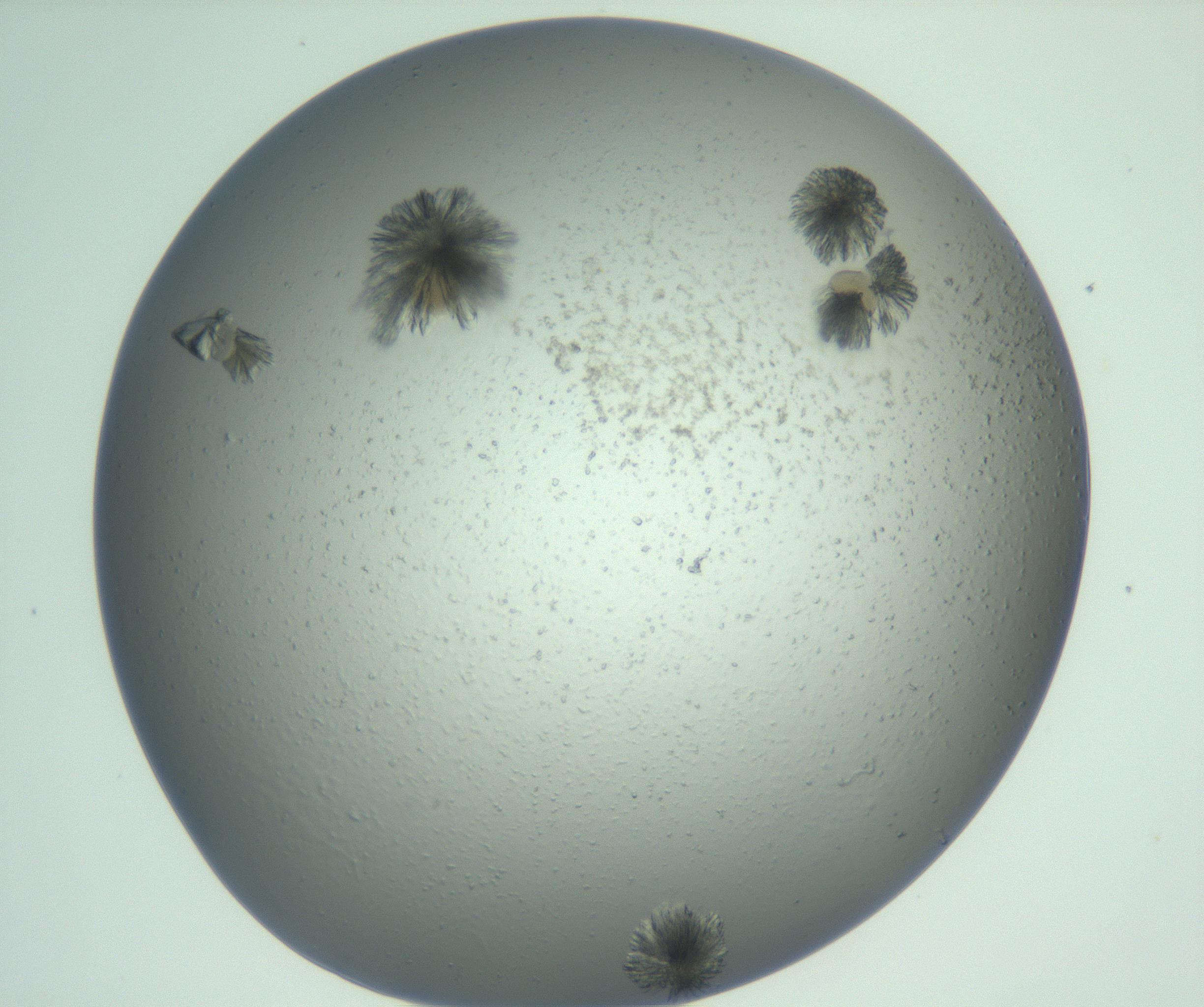 RI01_03_000_0212_Proj1_Clon1_MC_0000MC103074_003_161129_09_03_01_00_99_002_001_RAI.jpg