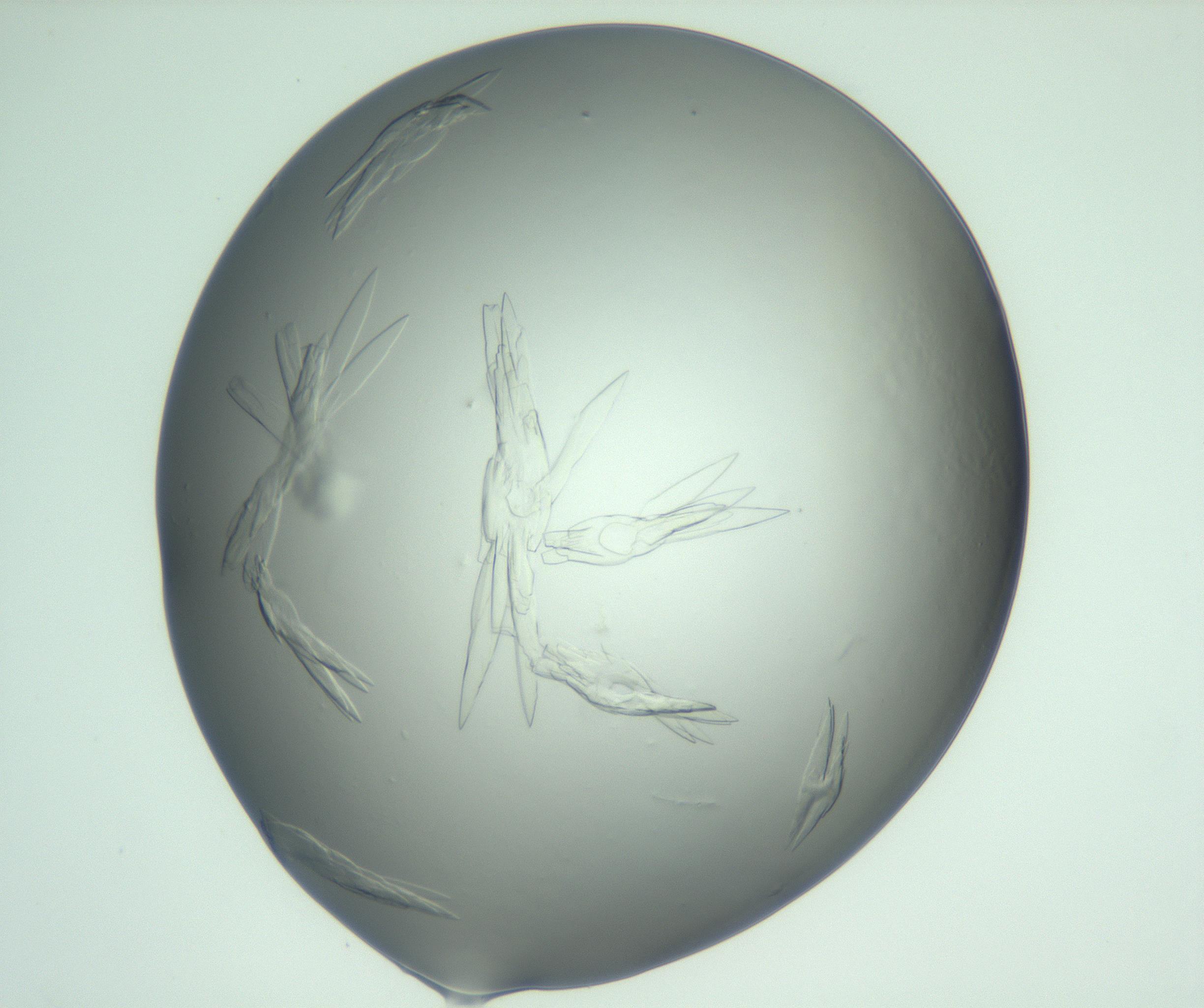 RI01_03_000_0212_Proj1_Clon1_MC_0000MC103074_003_161129_09_04_01_00_99_002_001_RAI.jpg