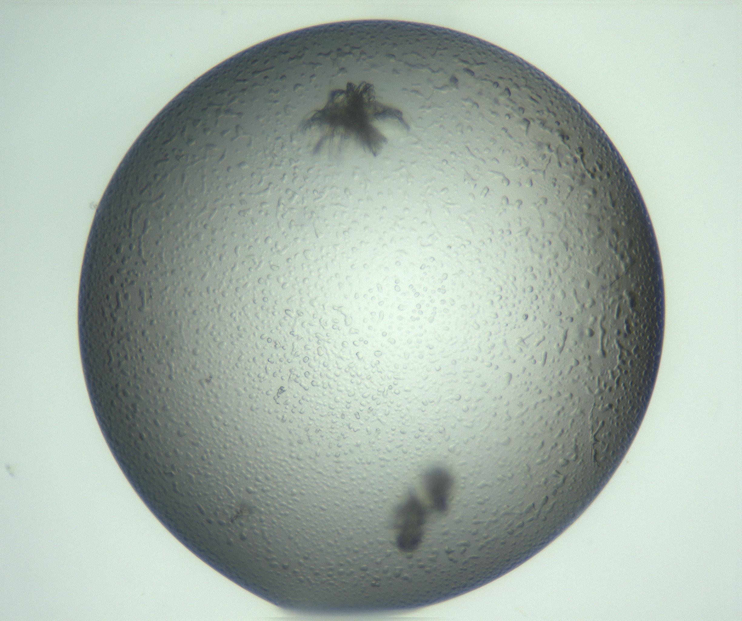 RI01_03_000_0212_Proj1_Clon1_MC_0000MC103074_003_161129_10_02_01_00_99_002_001_RAI.jpg