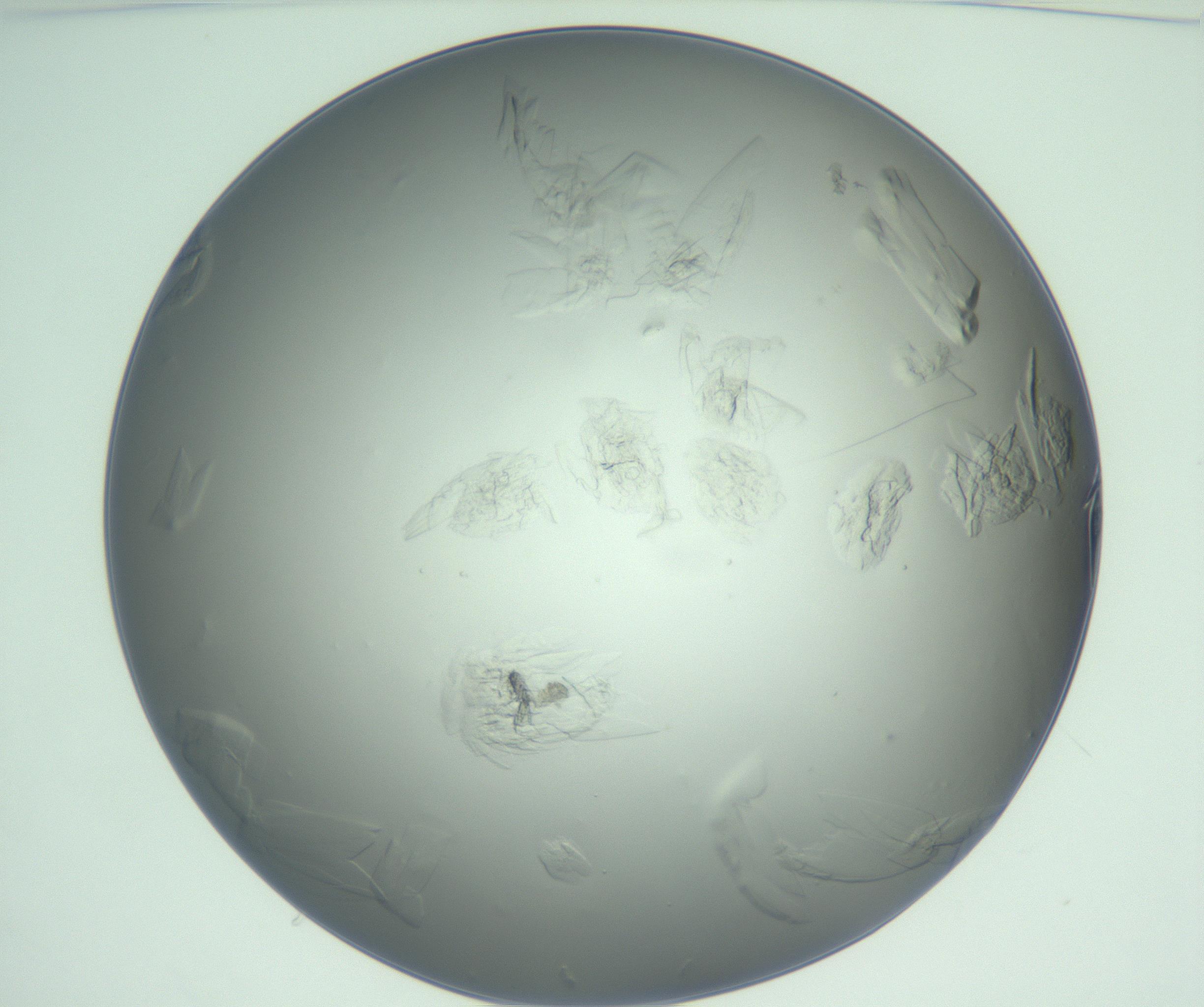 RI01_03_000_0212_Proj1_Clon1_MC_0000MC103074_003_161129_11_01_01_00_99_002_001_RAI.jpg