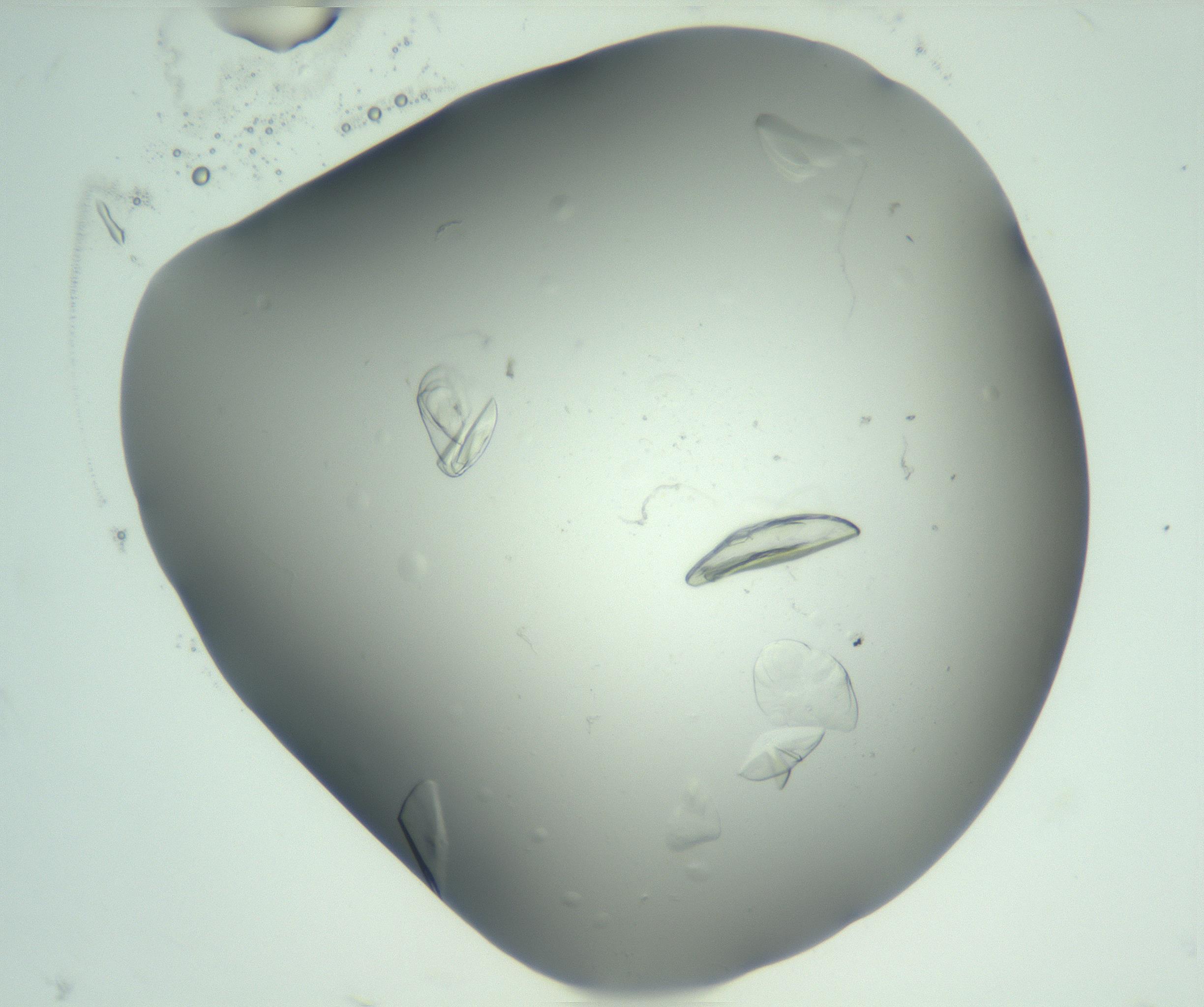 RI01_03_000_0212_Proj1_Clon1_MC_0000MC103074_003_161129_11_02_02_00_99_002_001_RAI.jpg
