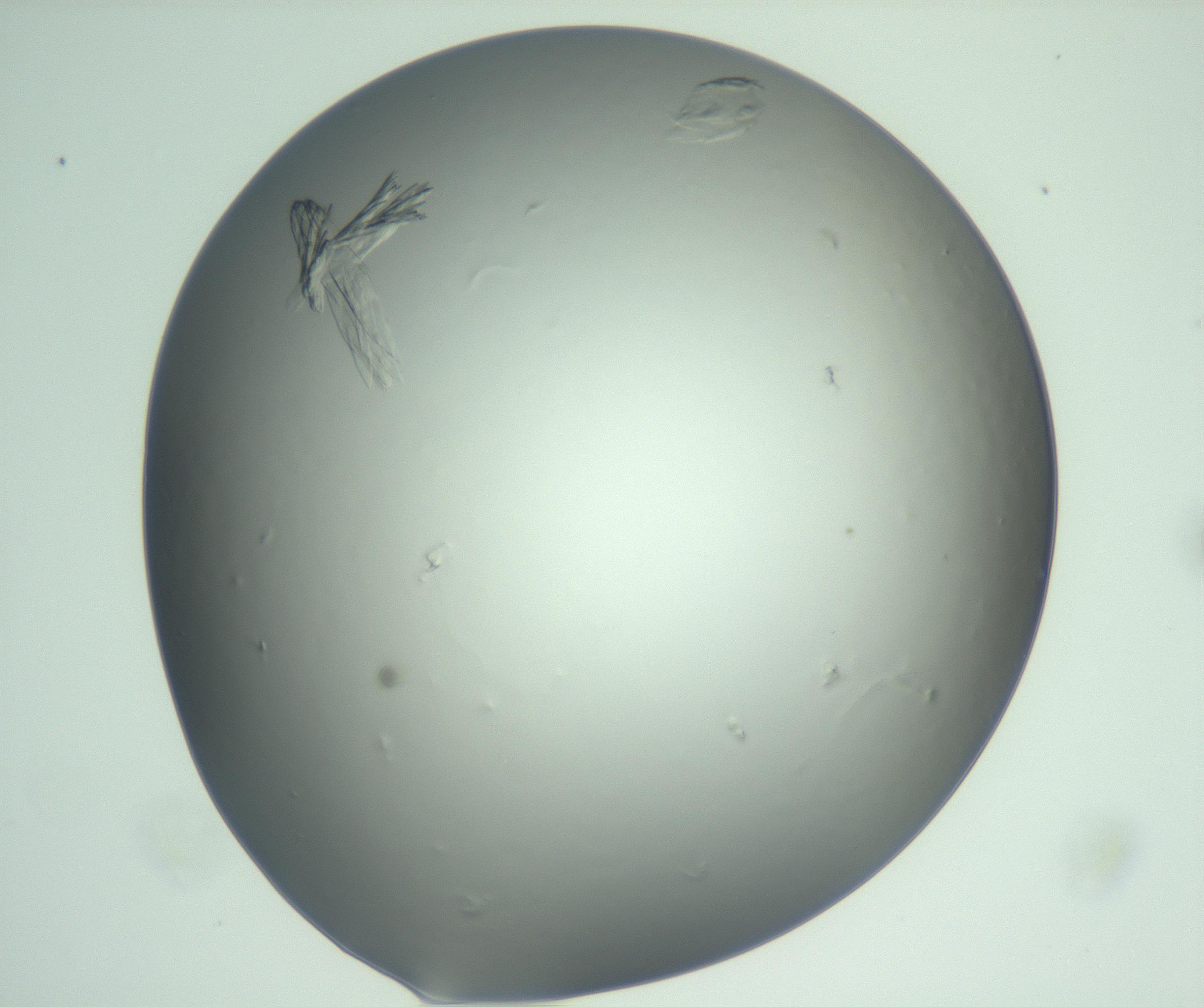 RI01_03_000_0212_Proj1_Clon1_MC_0000MC103074_003_161129_11_03_01_00_99_002_001_RAI.jpg