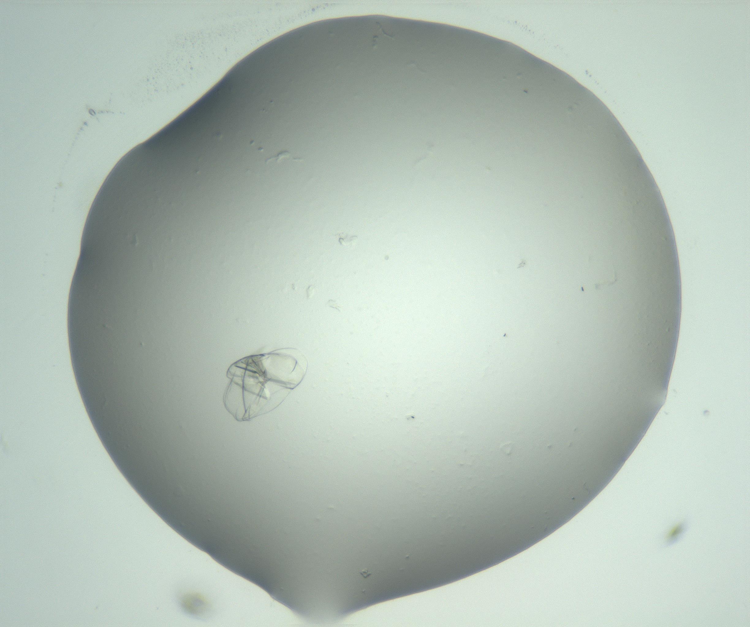 RI01_03_000_0212_Proj1_Clon1_MC_0000MC103074_003_161129_11_04_02_00_99_002_001_RAI.jpg