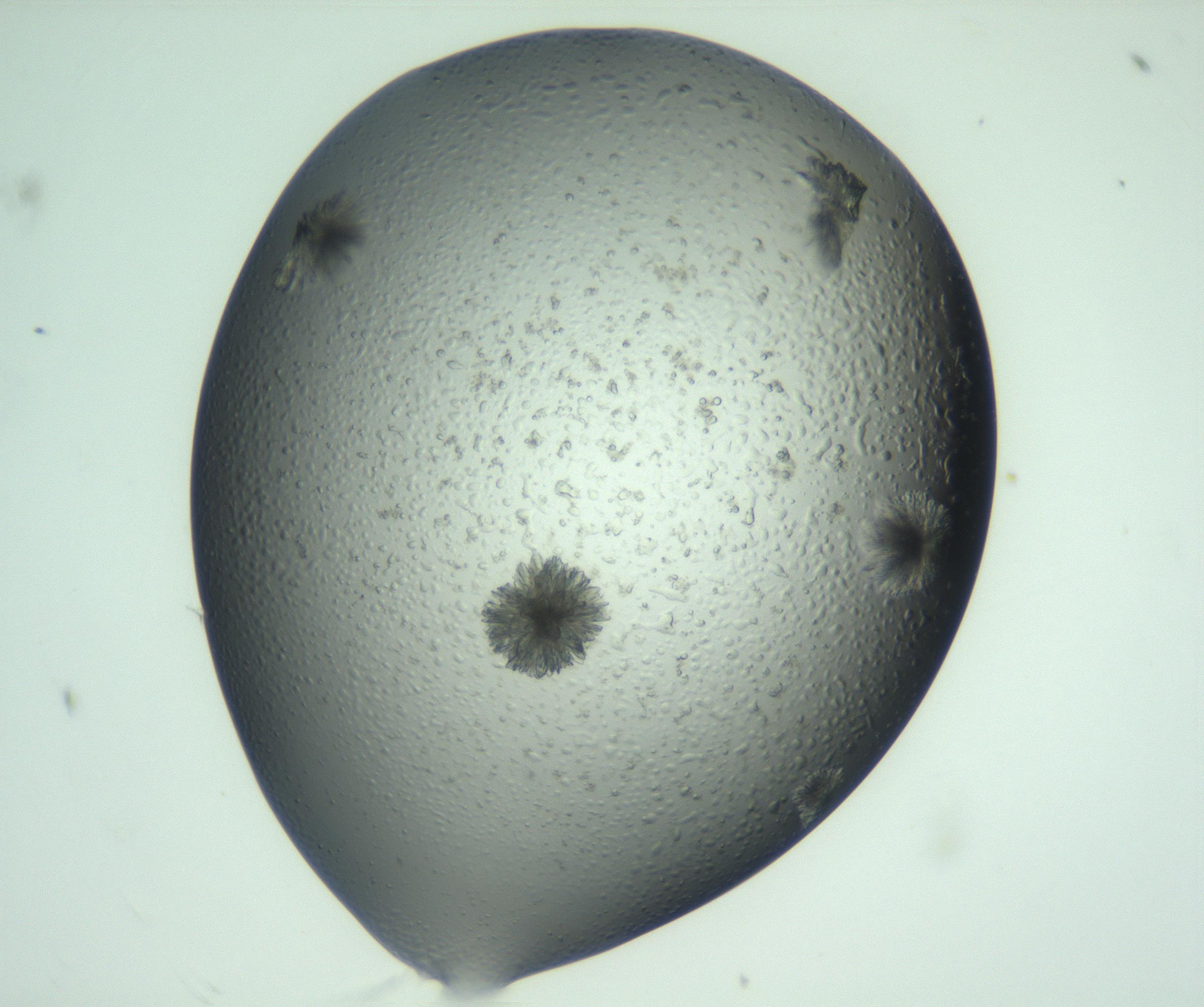 RI01_03_000_0212_Proj1_Clon1_MC_0000MC103074_003_161129_11_06_01_00_99_002_001_RAI.jpg