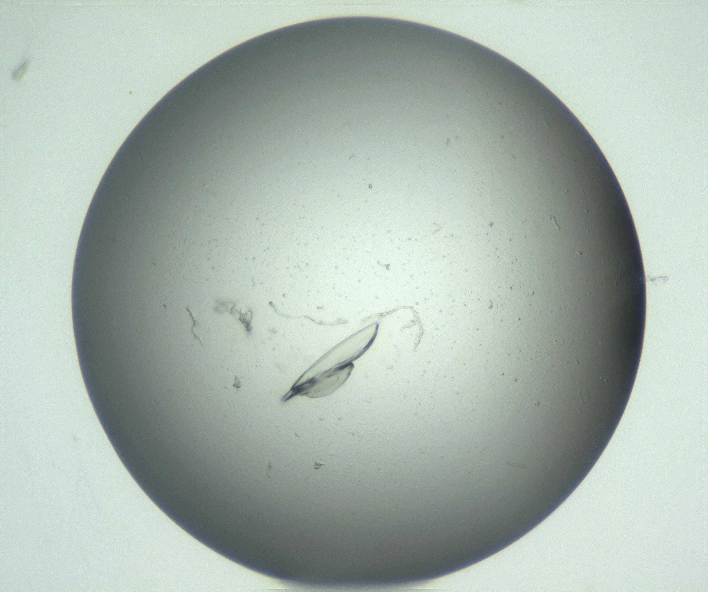 RI01_03_000_0212_Proj1_Clon1_MC_0000MC103074_003_161129_11_07_01_00_99_002_001_RAI.jpg