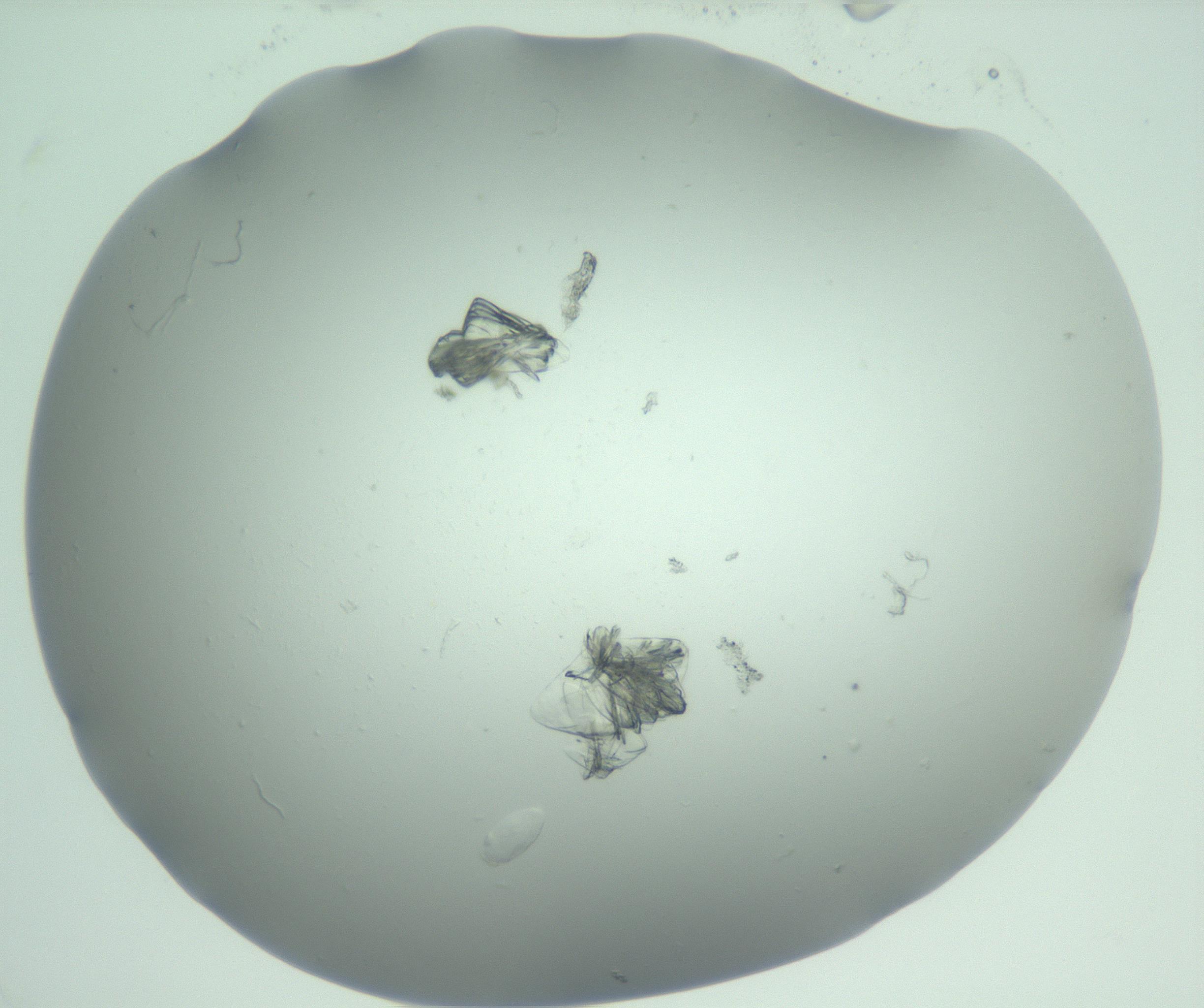 RI01_03_000_0212_Proj1_Clon1_MC_0000MC103074_003_161129_11_08_02_00_99_002_001_RAI.jpg