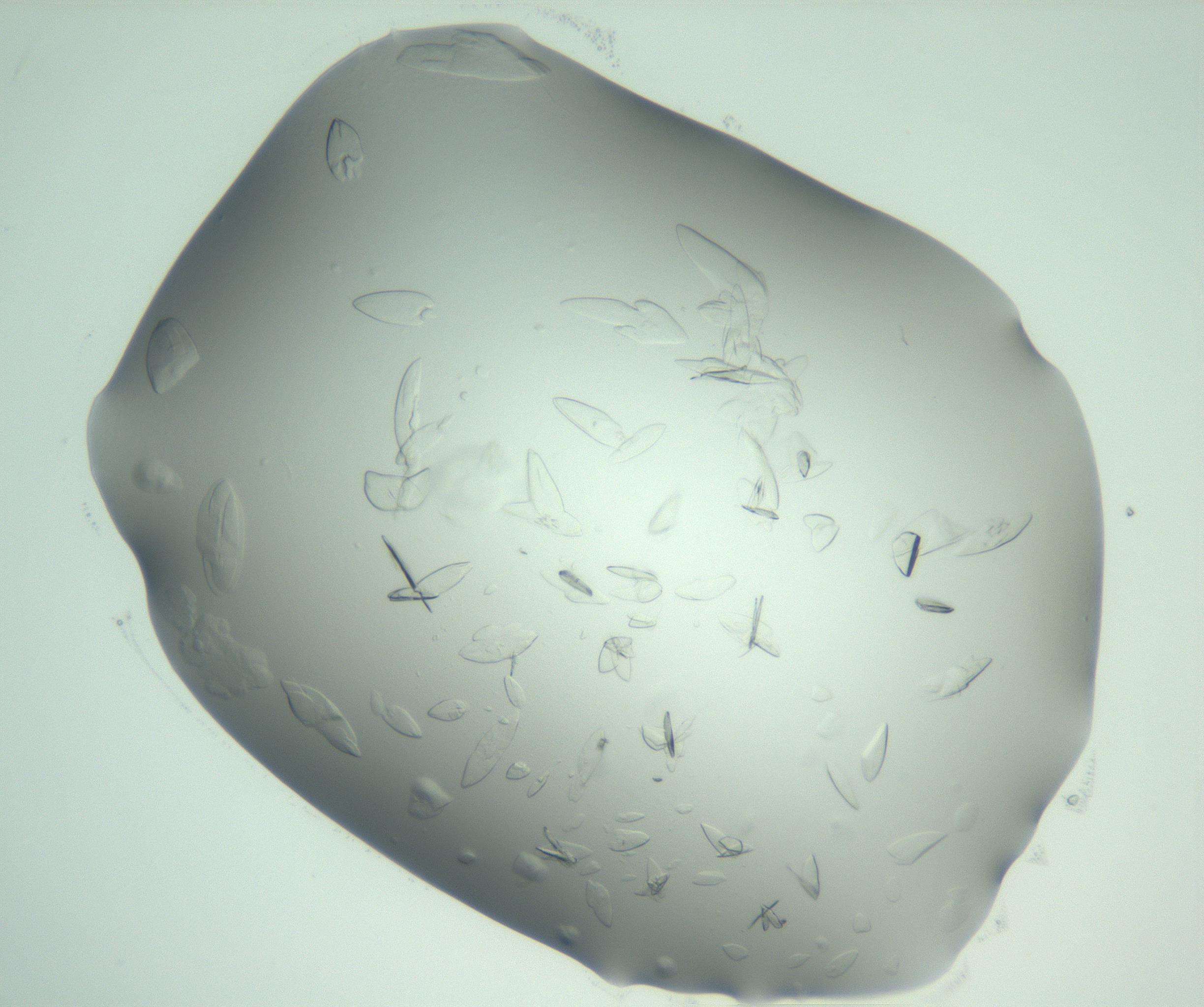 RI01_03_000_0212_Proj1_Clon1_MC_0000MC103075_002_161128_01_01_02_00_99_002_001_RAI.jpg
