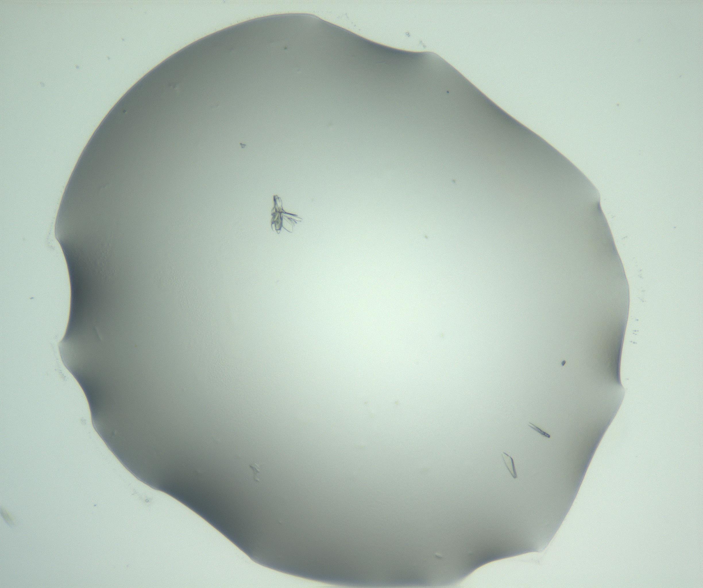 RI01_03_000_0212_Proj1_Clon1_MC_0000MC103075_002_161128_01_02_02_00_99_002_001_RAI.jpg