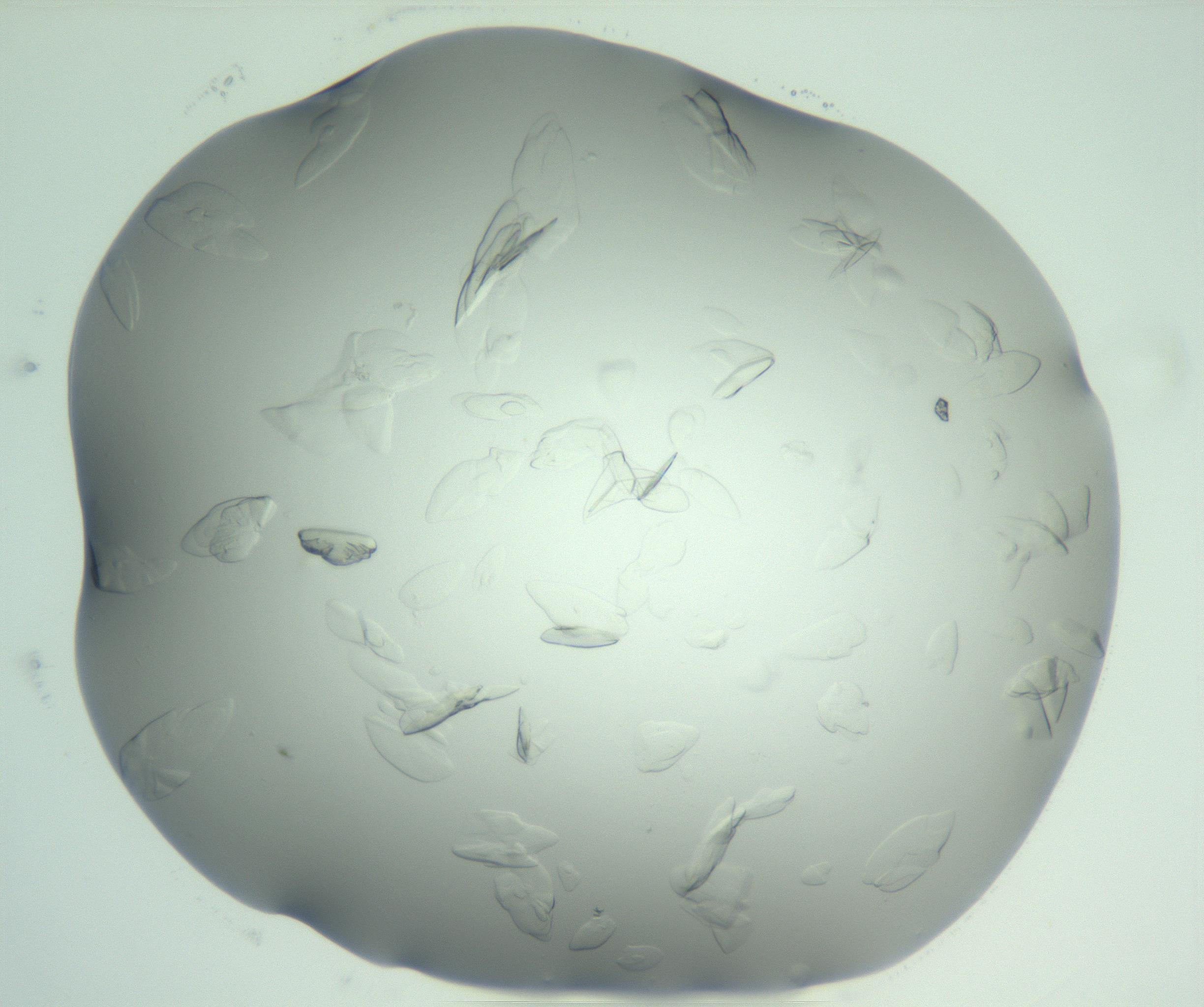 RI01_03_000_0212_Proj1_Clon1_MC_0000MC103075_002_161128_01_03_02_00_99_002_001_RAI.jpg