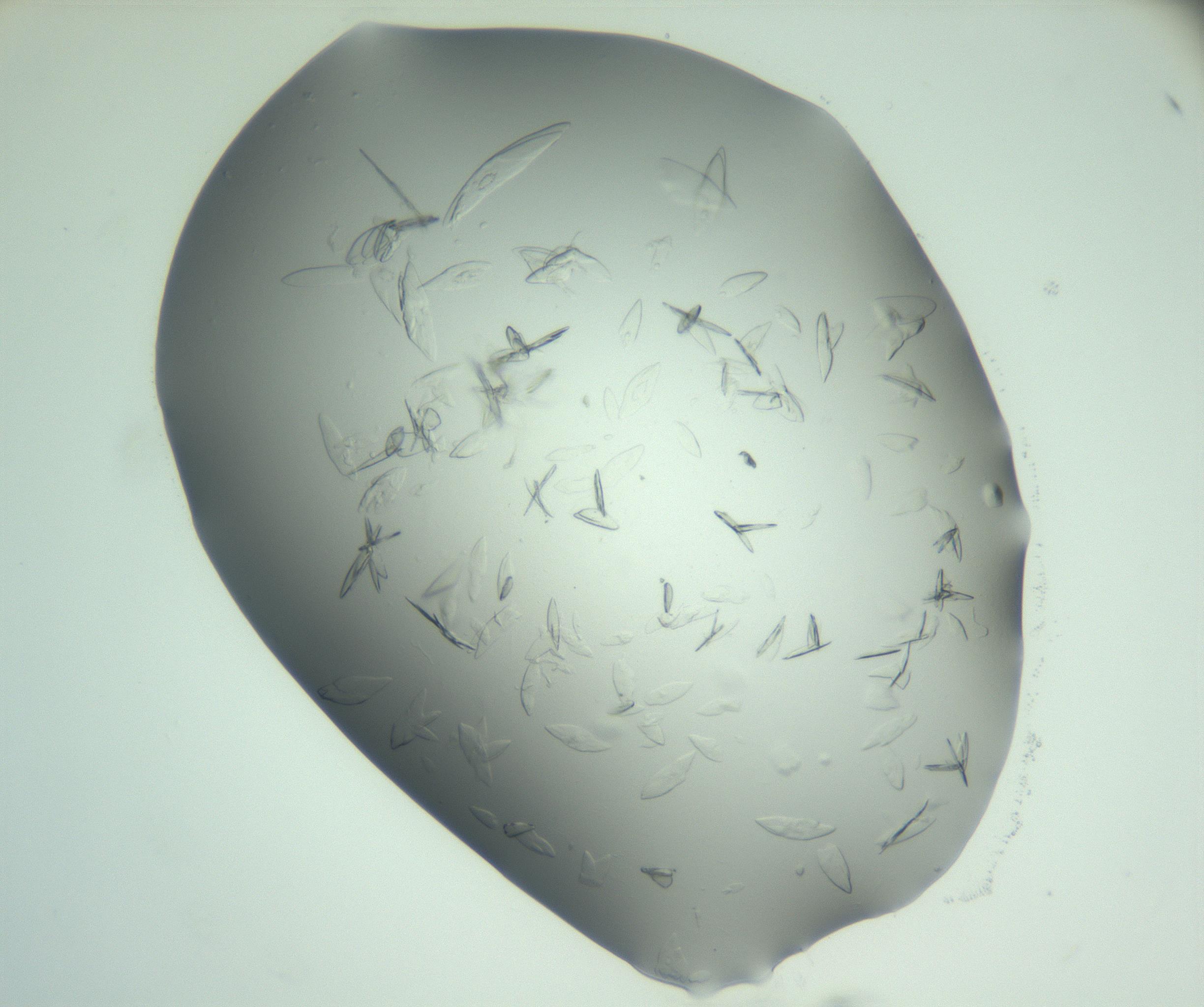 RI01_03_000_0212_Proj1_Clon1_MC_0000MC103075_002_161128_01_04_02_00_99_002_001_RAI.jpg
