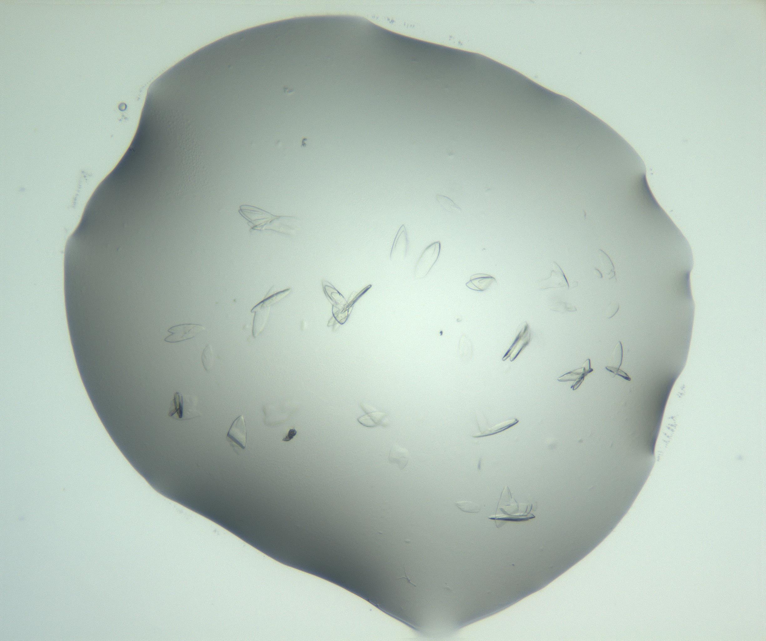 RI01_03_000_0212_Proj1_Clon1_MC_0000MC103075_002_161128_01_05_02_00_99_002_001_RAI.jpg