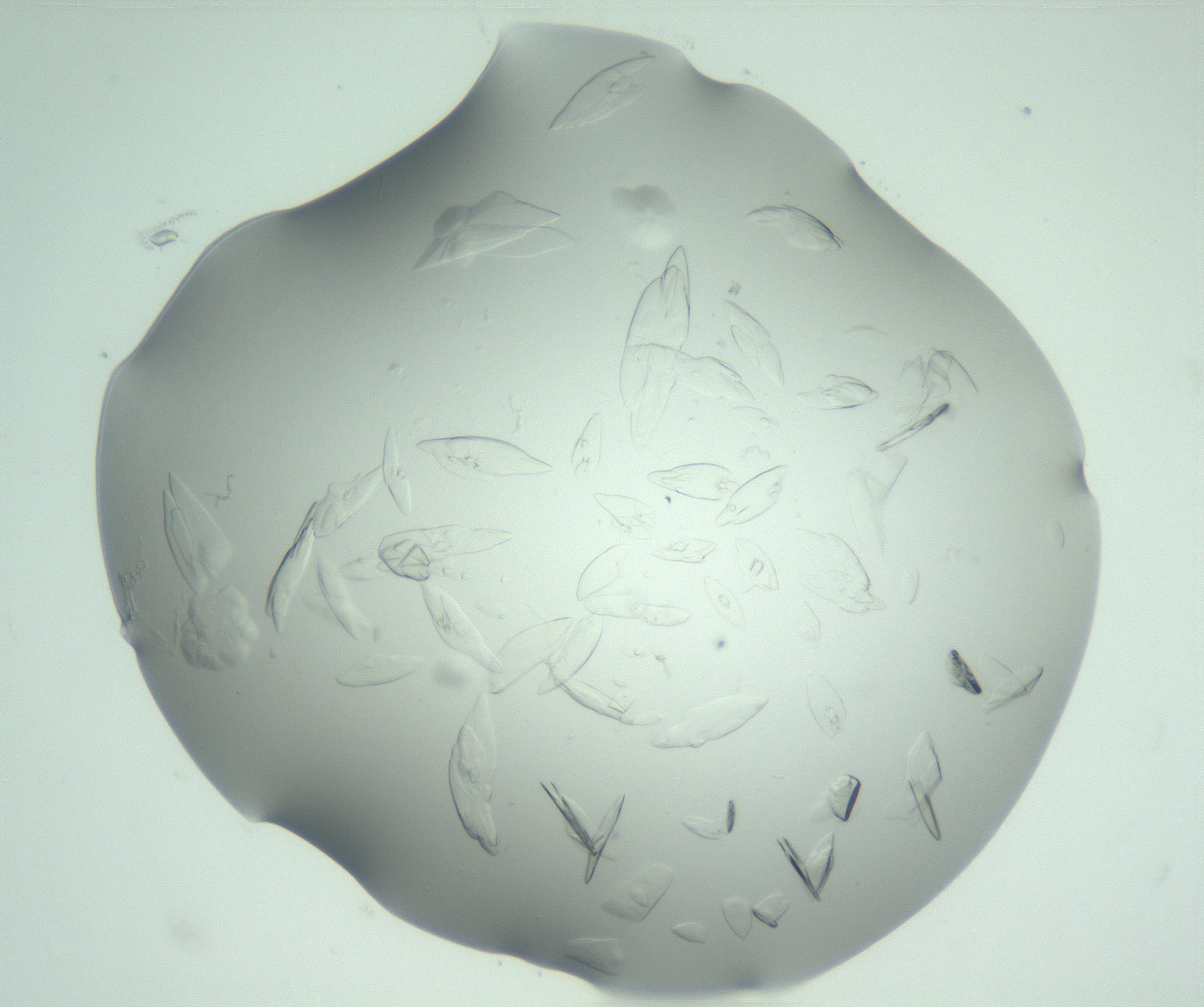 RI01_03_000_0212_Proj1_Clon1_MC_0000MC103075_002_161128_01_06_02_00_99_002_001_RAI.jpg