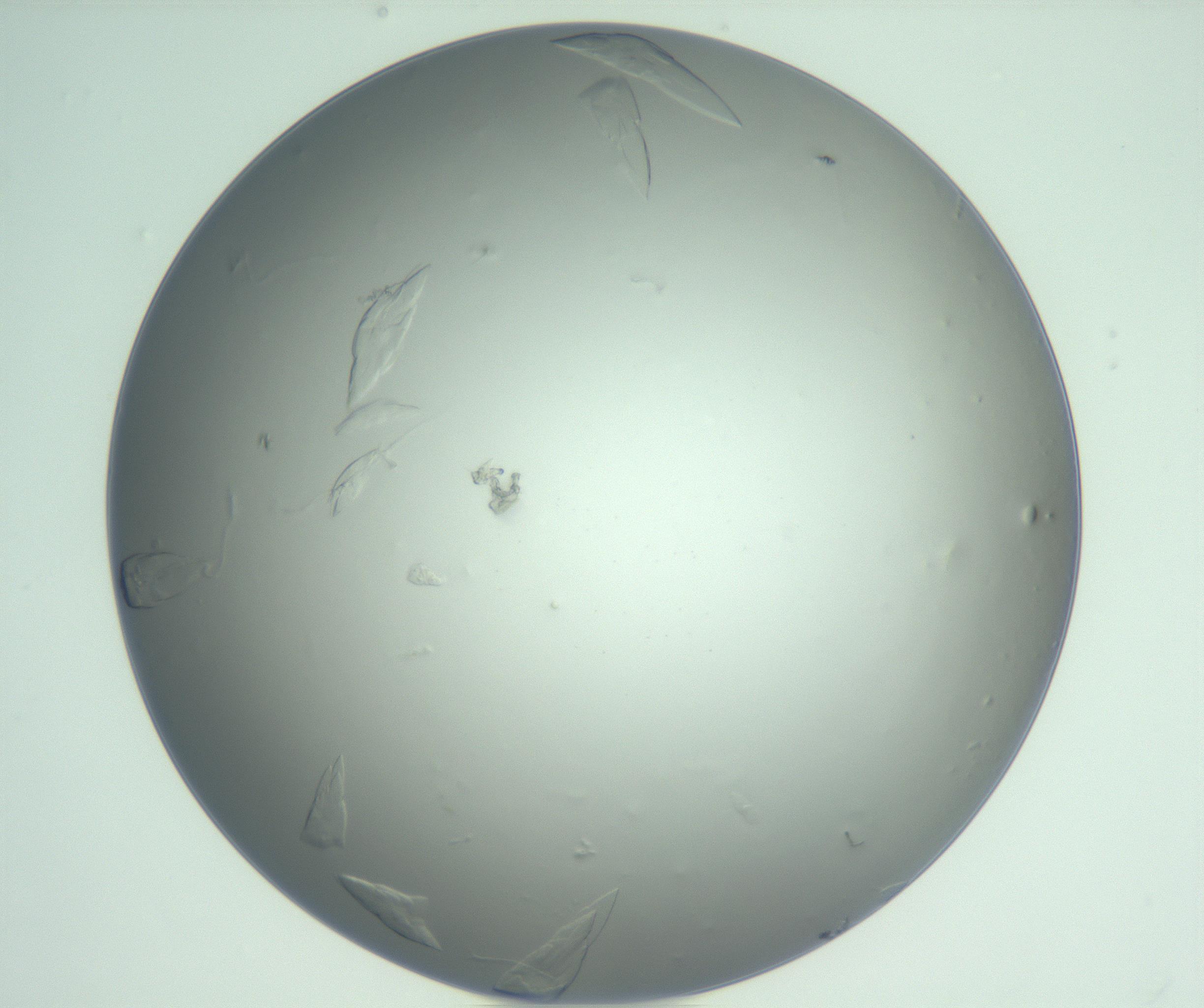 RI01_03_000_0212_Proj1_Clon1_MC_0000MC103075_002_161128_01_07_01_00_99_002_001_RAI.jpg