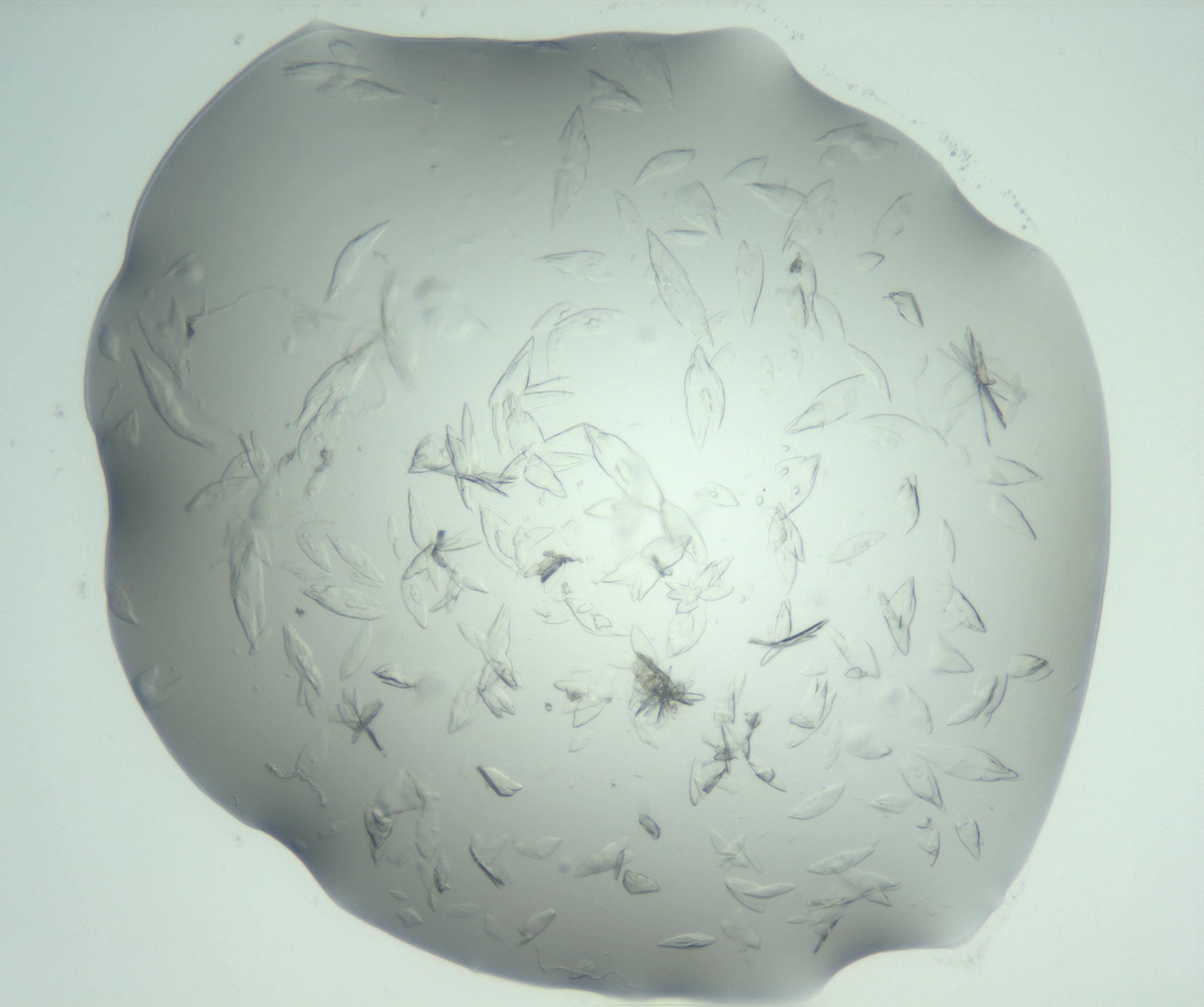 RI01_03_000_0212_Proj1_Clon1_MC_0000MC103075_002_161128_01_07_02_00_99_002_001_RAI.jpg