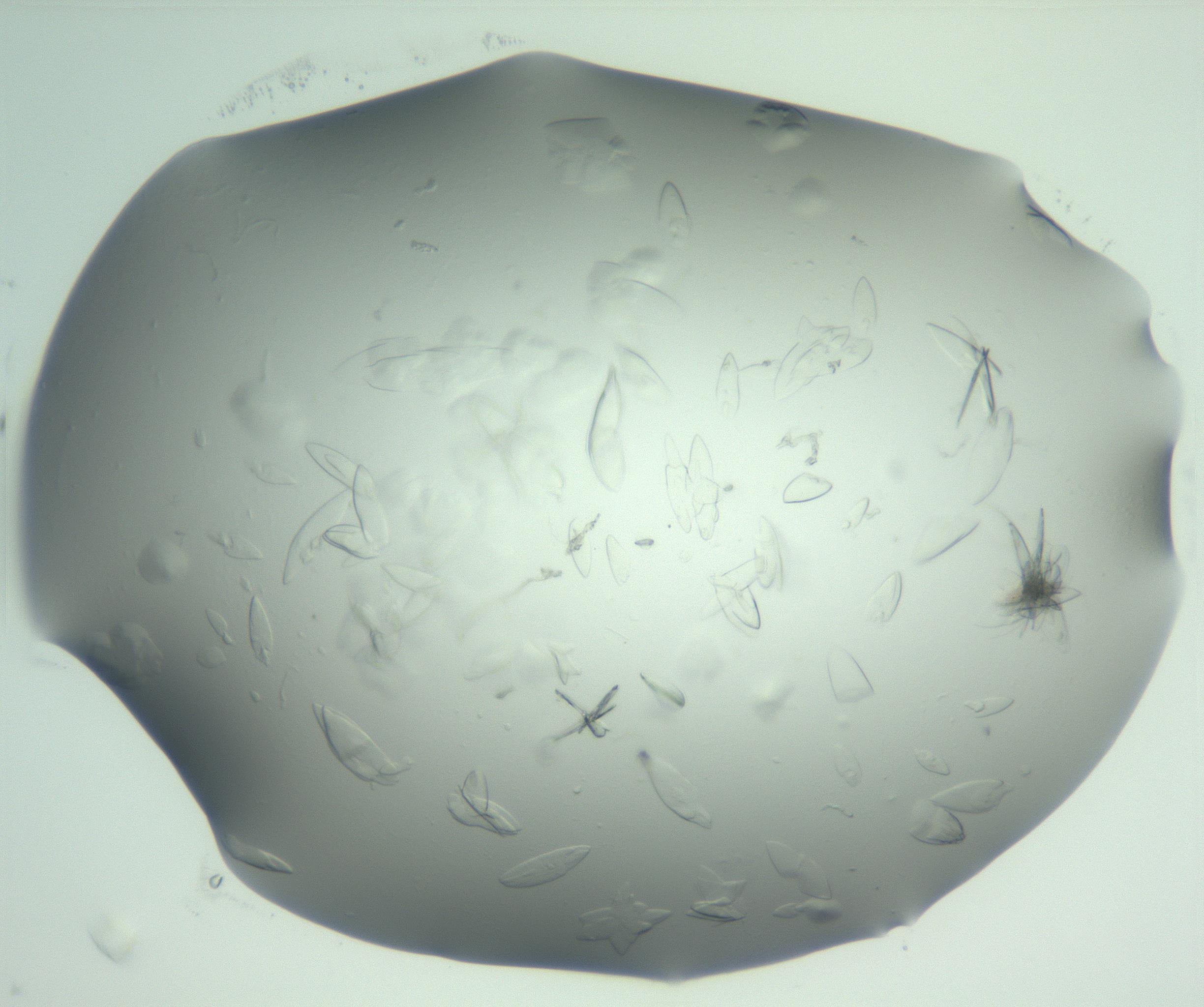 RI01_03_000_0212_Proj1_Clon1_MC_0000MC103075_002_161128_01_08_02_00_99_002_001_RAI.jpg