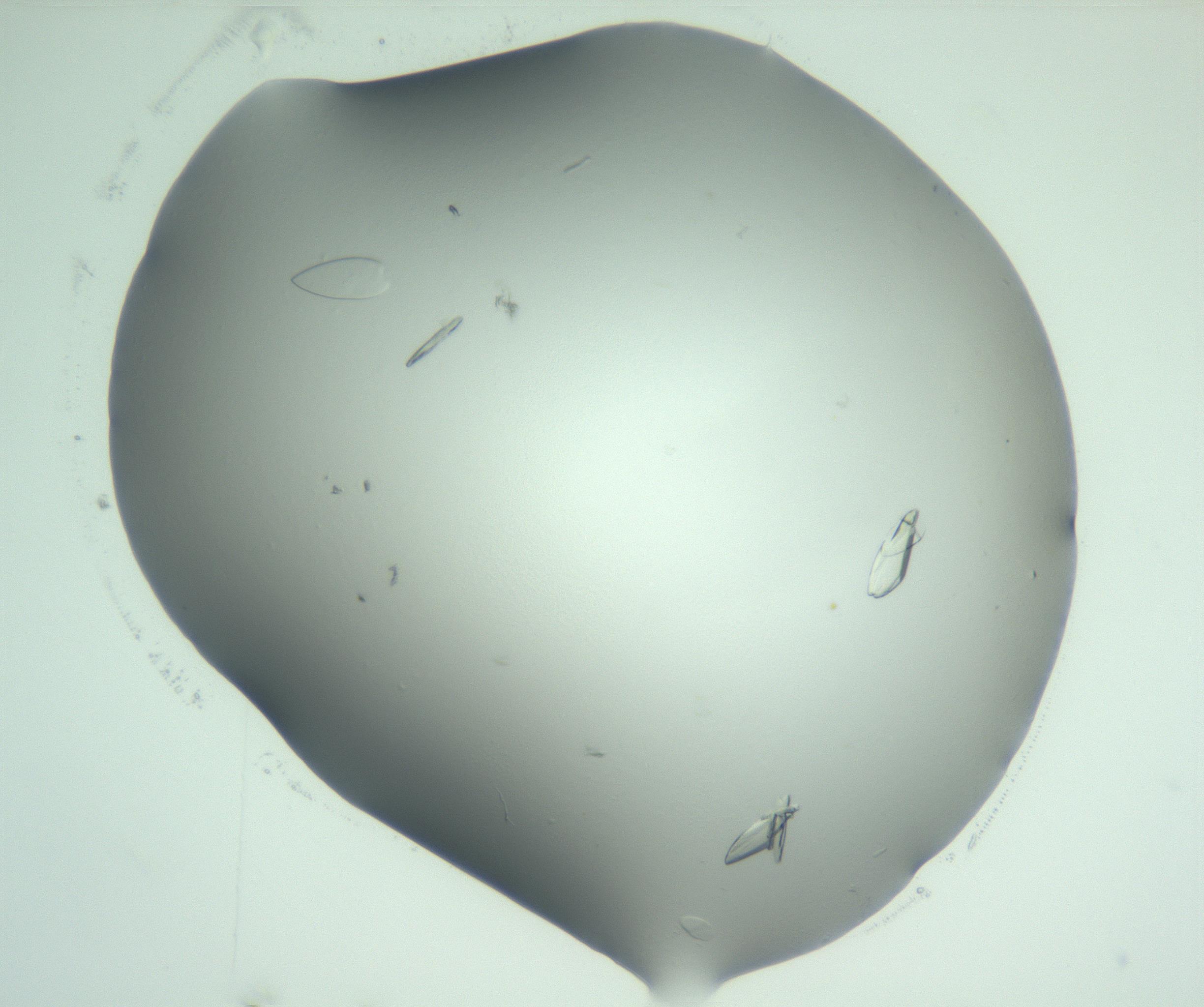 RI01_03_000_0212_Proj1_Clon1_MC_0000MC103075_002_161128_02_05_02_00_99_002_001_RAI.jpg