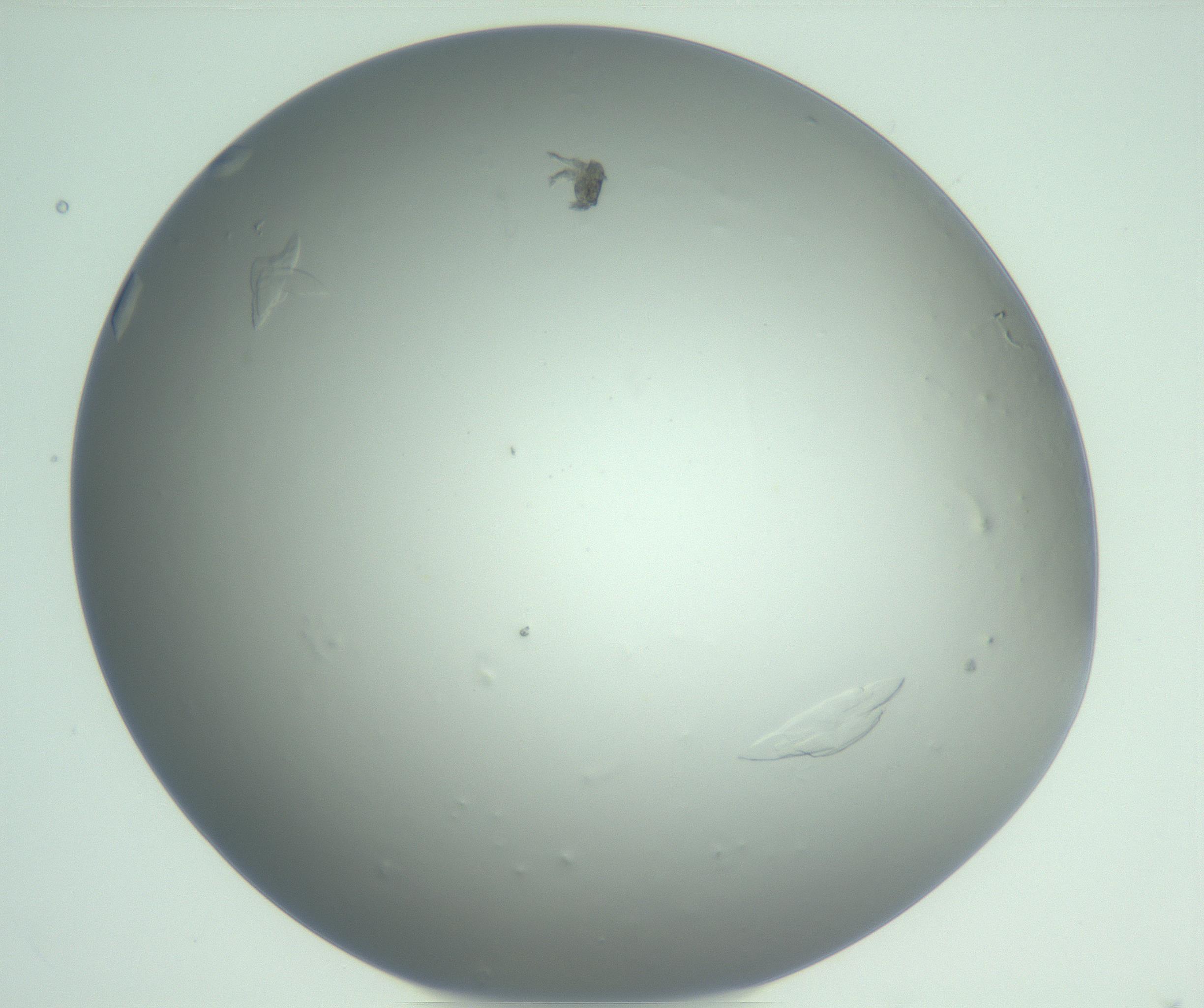 RI01_03_000_0212_Proj1_Clon1_MC_0000MC103075_002_161128_02_06_01_00_99_002_001_RAI.jpg