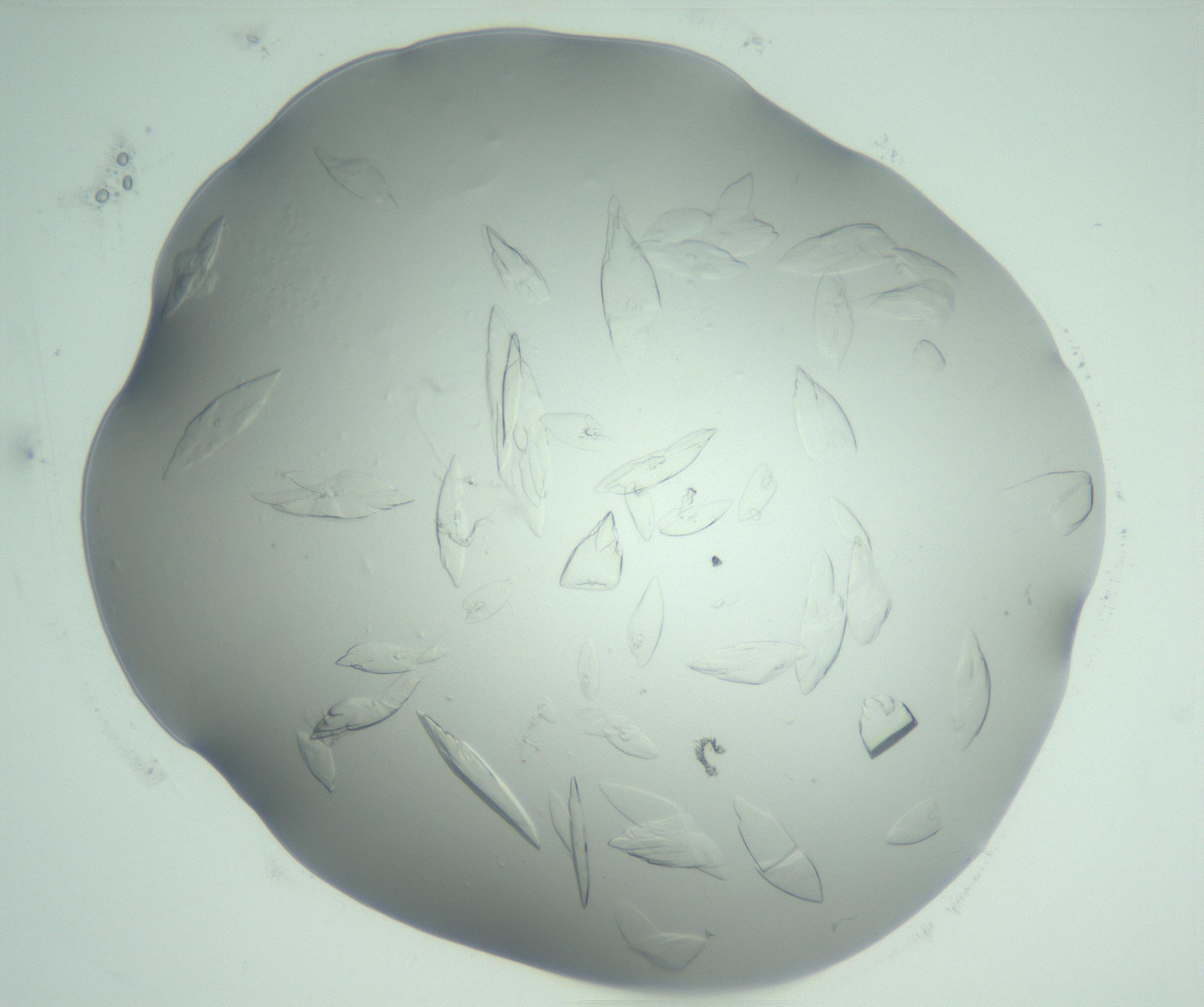 RI01_03_000_0212_Proj1_Clon1_MC_0000MC103075_002_161128_02_06_02_00_99_002_001_RAI.jpg