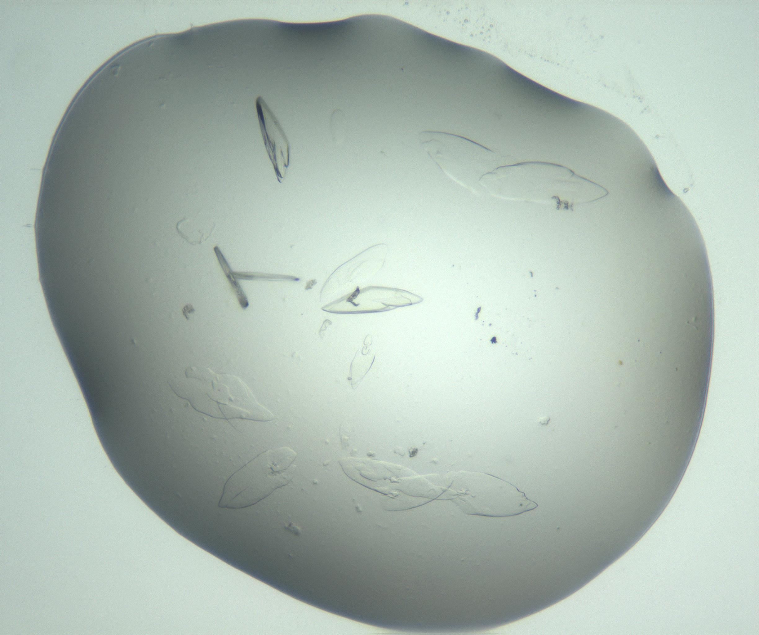 RI01_03_000_0212_Proj1_Clon1_MC_0000MC103075_002_161128_02_07_02_00_99_002_001_RAI.jpg