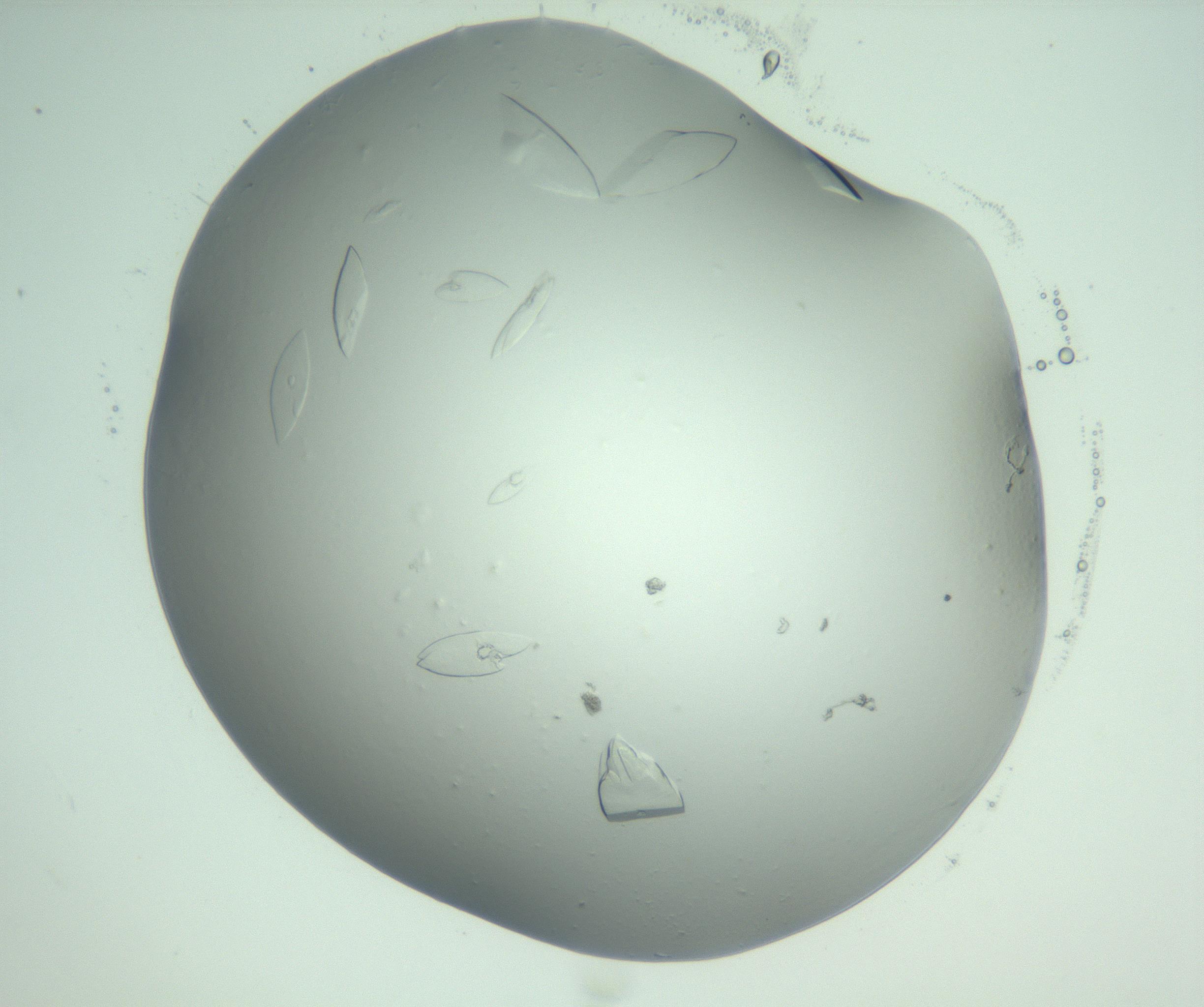 RI01_03_000_0212_Proj1_Clon1_MC_0000MC103075_002_161128_03_07_02_00_99_002_001_RAI.jpg