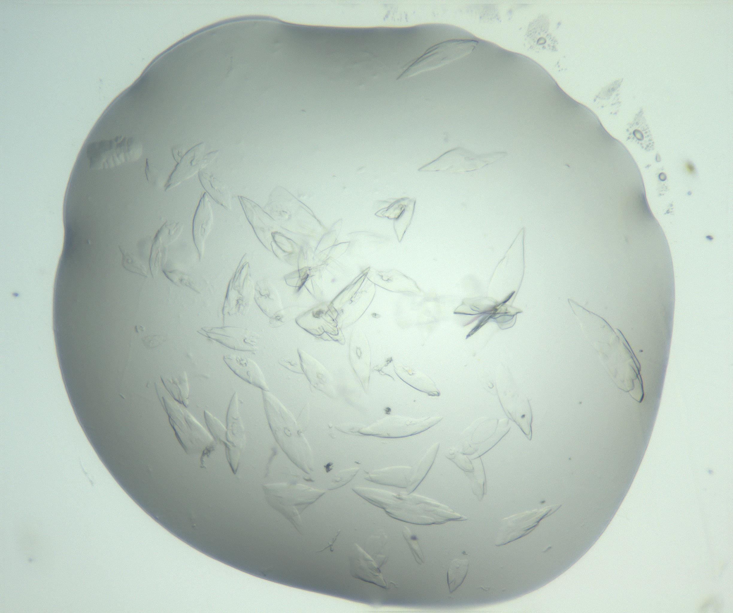 RI01_03_000_0212_Proj1_Clon1_MC_0000MC103075_002_161128_03_08_02_00_99_002_001_RAI.jpg