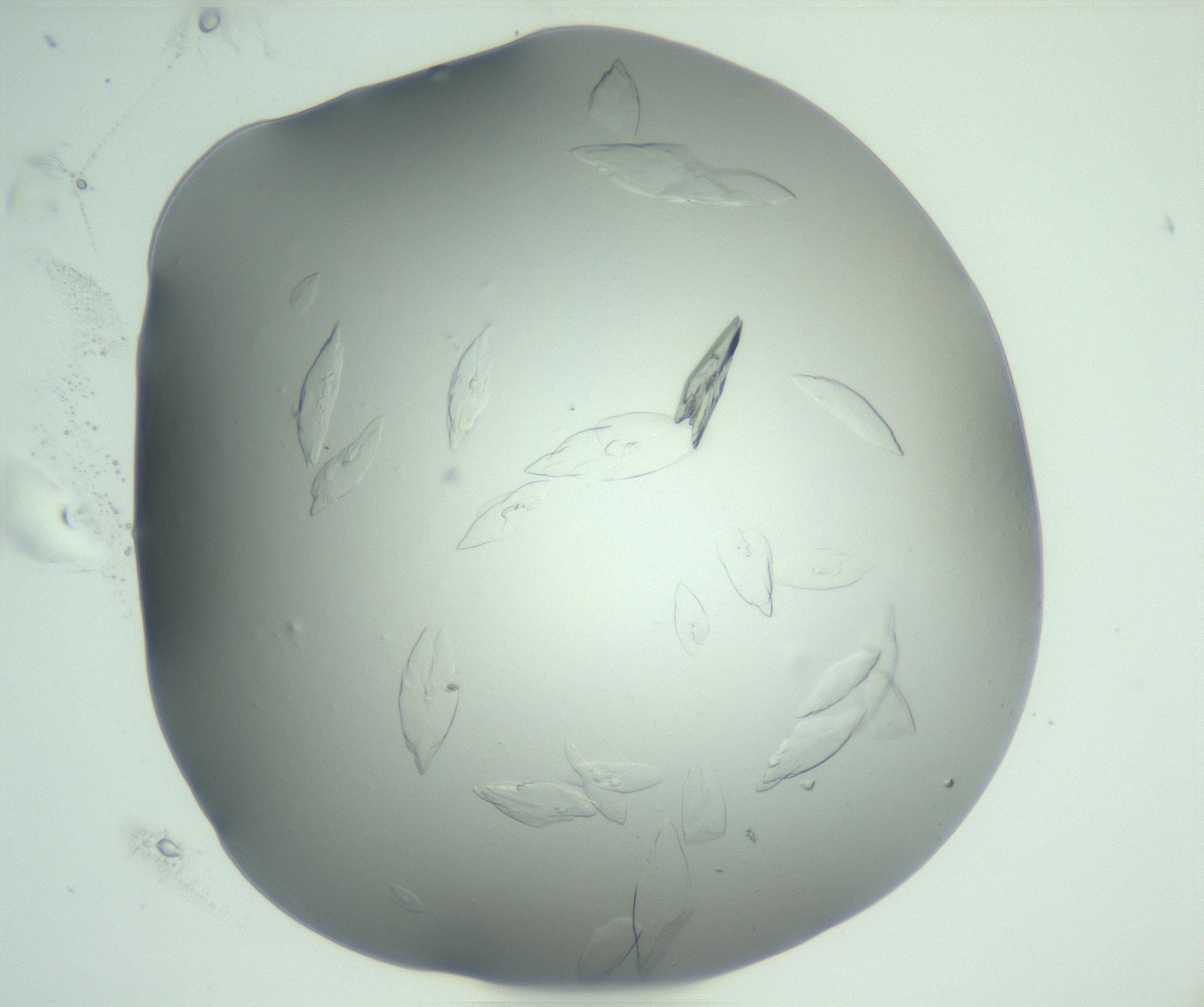 RI01_03_000_0212_Proj1_Clon1_MC_0000MC103075_002_161128_04_03_02_00_99_002_001_RAI.jpg