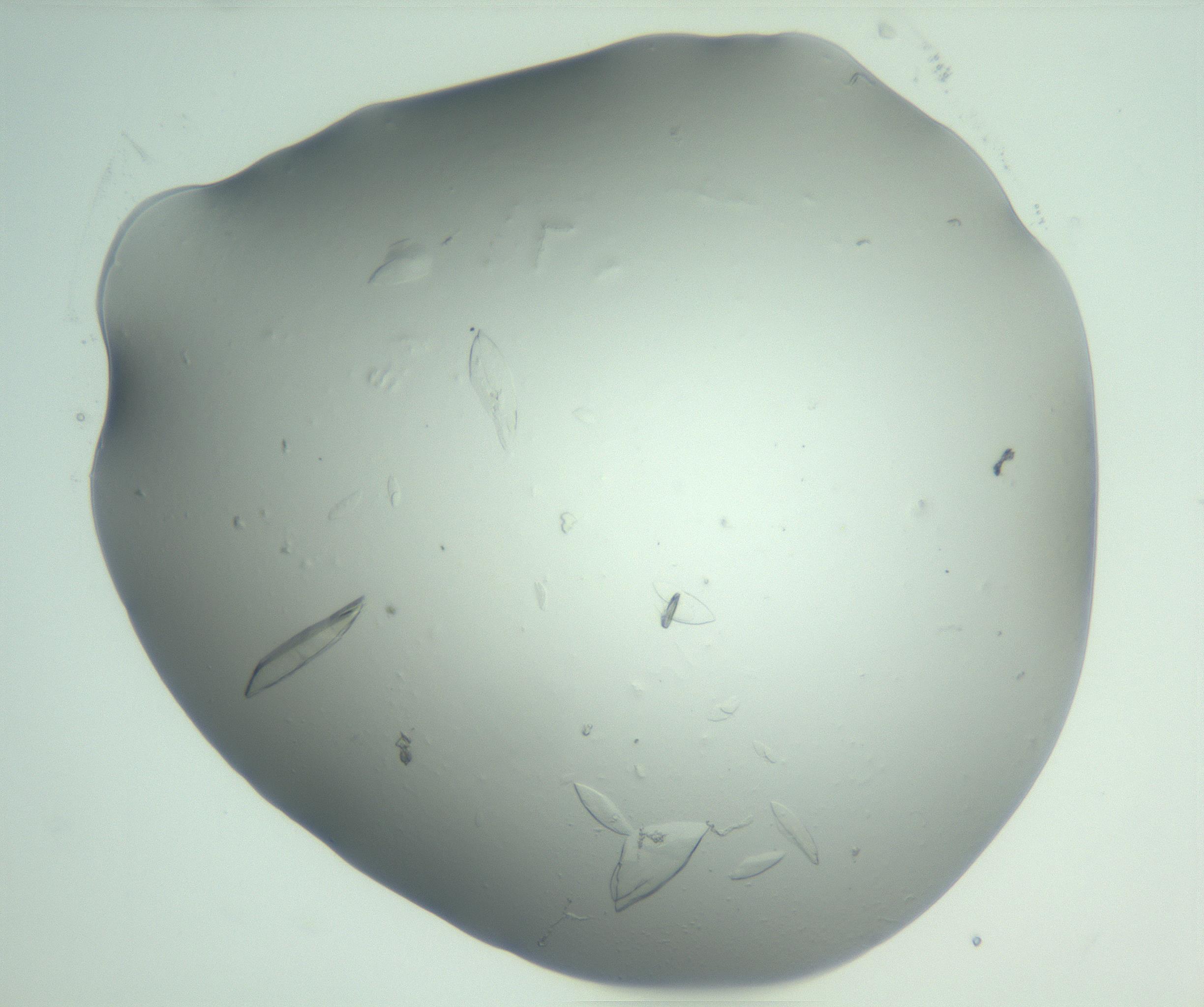 RI01_03_000_0212_Proj1_Clon1_MC_0000MC103075_002_161128_04_07_02_00_99_002_001_RAI.jpg