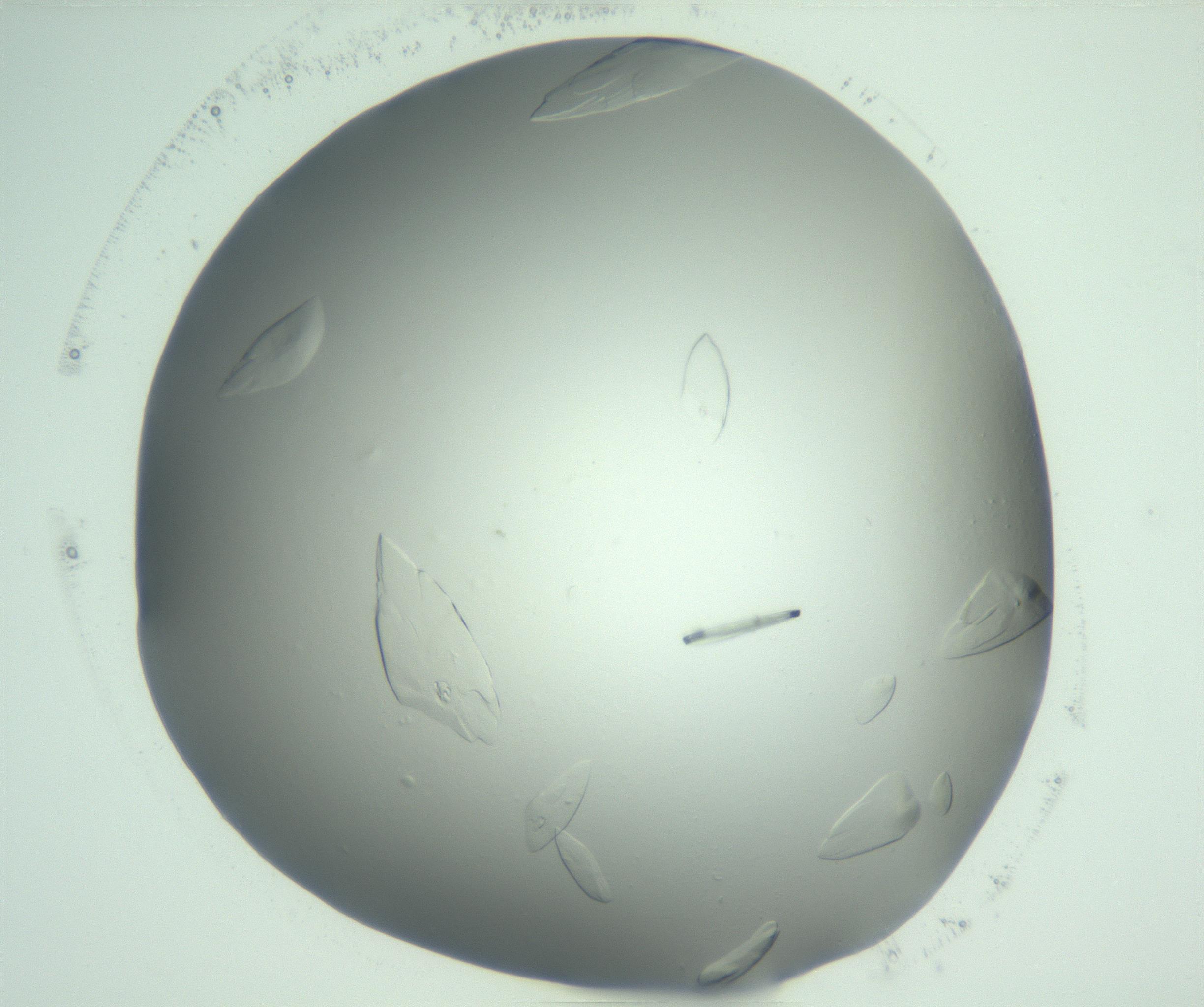 RI01_03_000_0212_Proj1_Clon1_MC_0000MC103075_002_161128_05_02_02_00_99_002_001_RAI.jpg