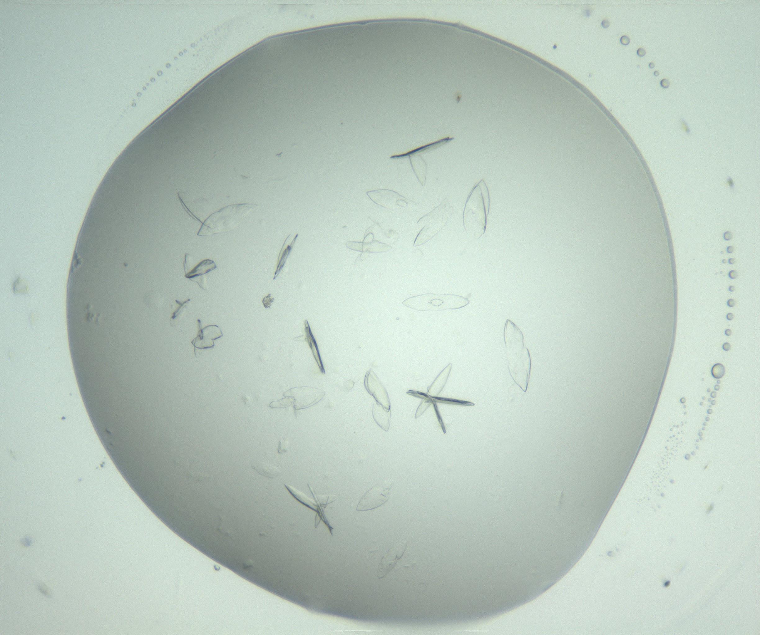 RI01_03_000_0212_Proj1_Clon1_MC_0000MC103075_002_161128_05_07_02_00_99_002_001_RAI.jpg