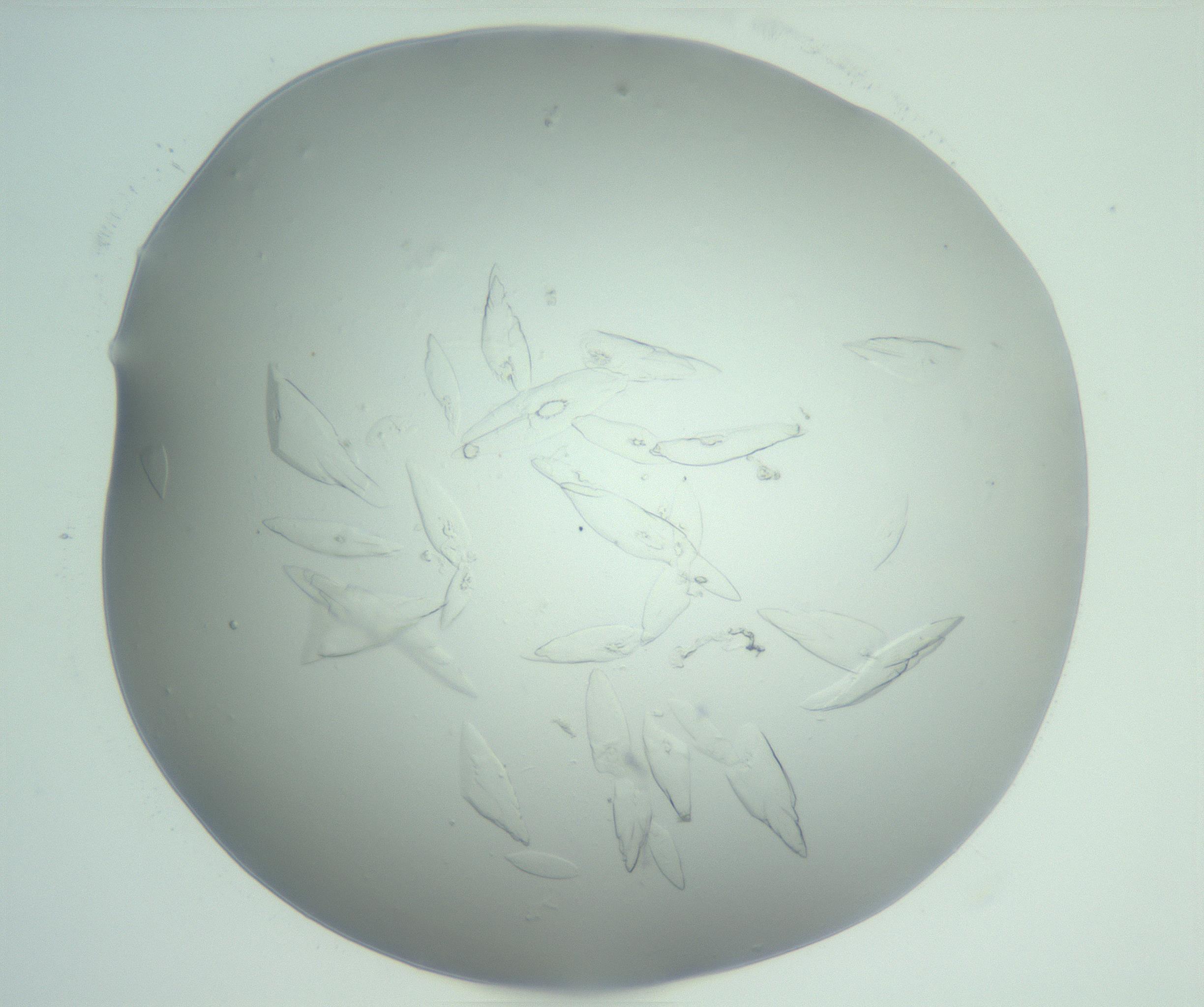 RI01_03_000_0212_Proj1_Clon1_MC_0000MC103075_002_161128_05_08_02_00_99_002_001_RAI.jpg