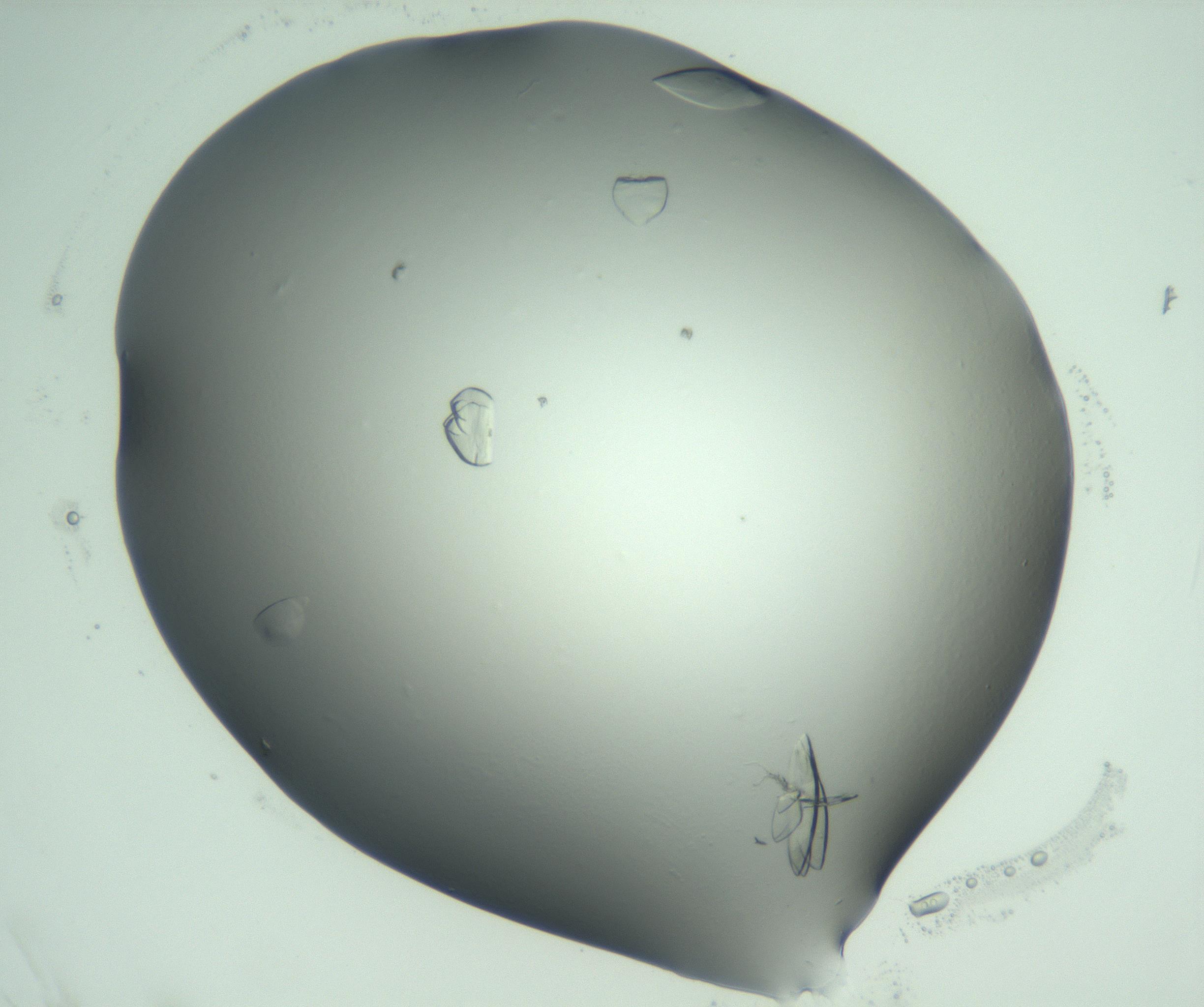 RI01_03_000_0212_Proj1_Clon1_MC_0000MC103075_002_161128_06_01_02_00_99_002_001_RAI.jpg