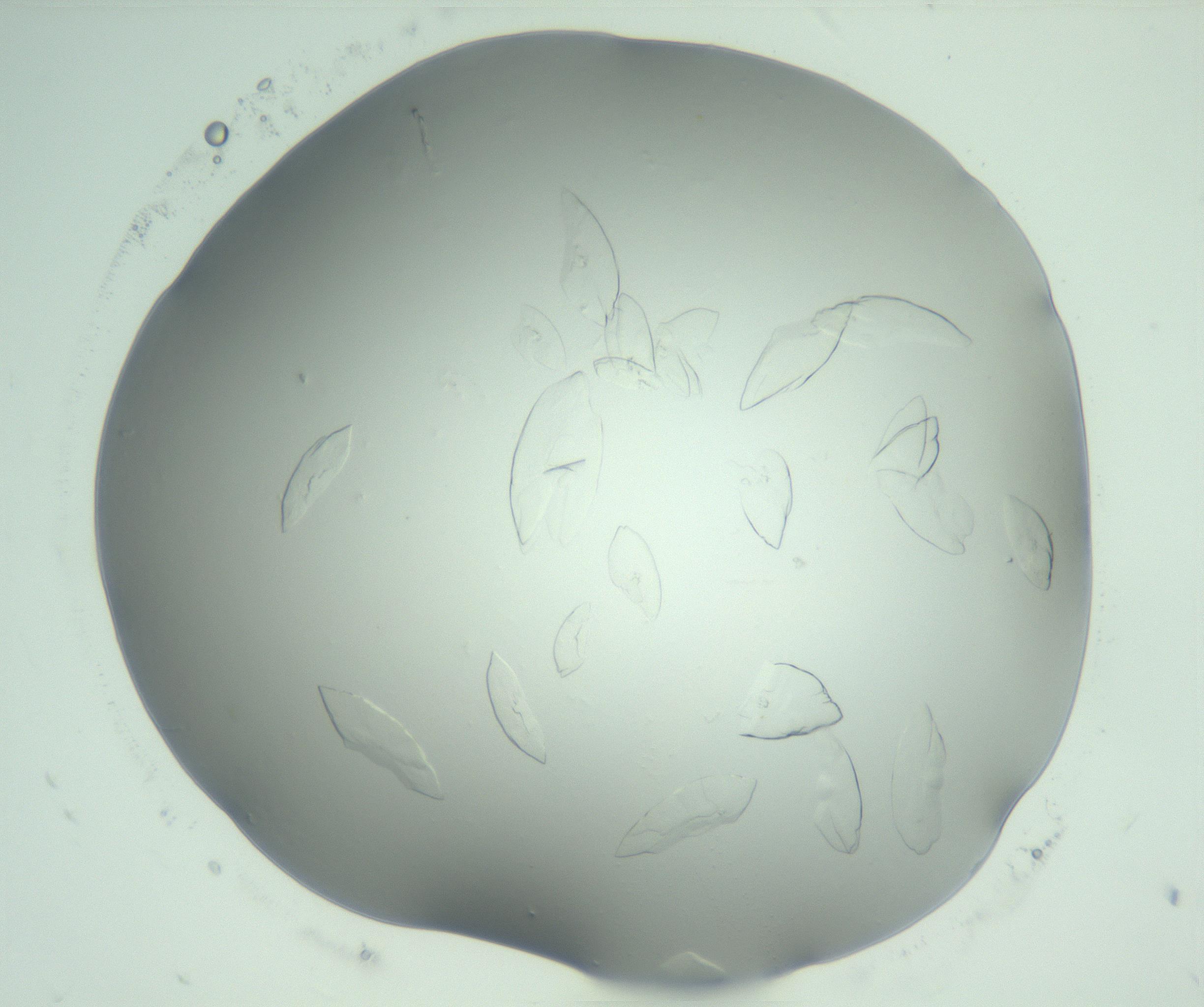RI01_03_000_0212_Proj1_Clon1_MC_0000MC103075_002_161128_06_02_02_00_99_002_001_RAI.jpg