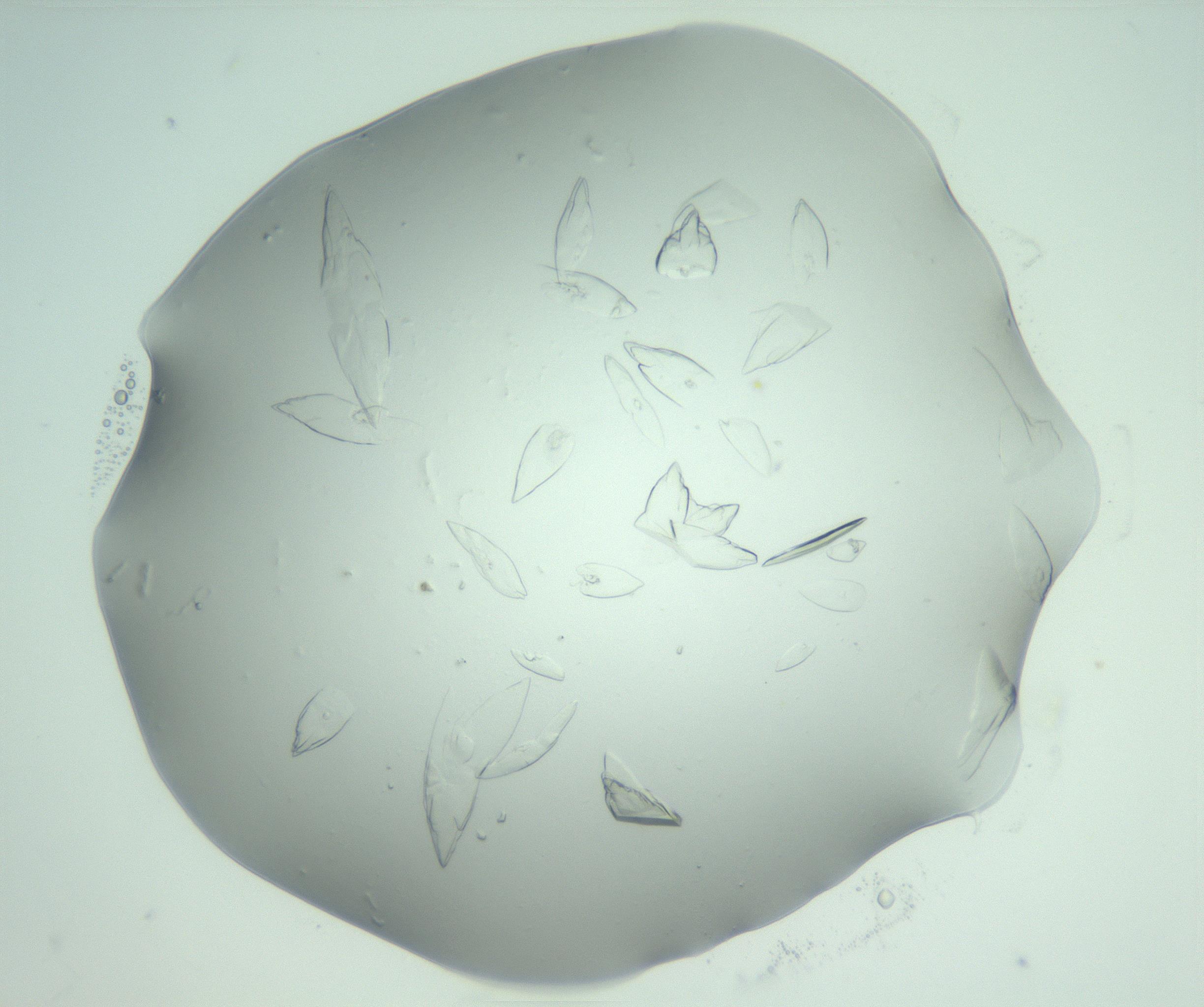 RI01_03_000_0212_Proj1_Clon1_MC_0000MC103075_002_161128_06_07_02_00_99_002_001_RAI.jpg