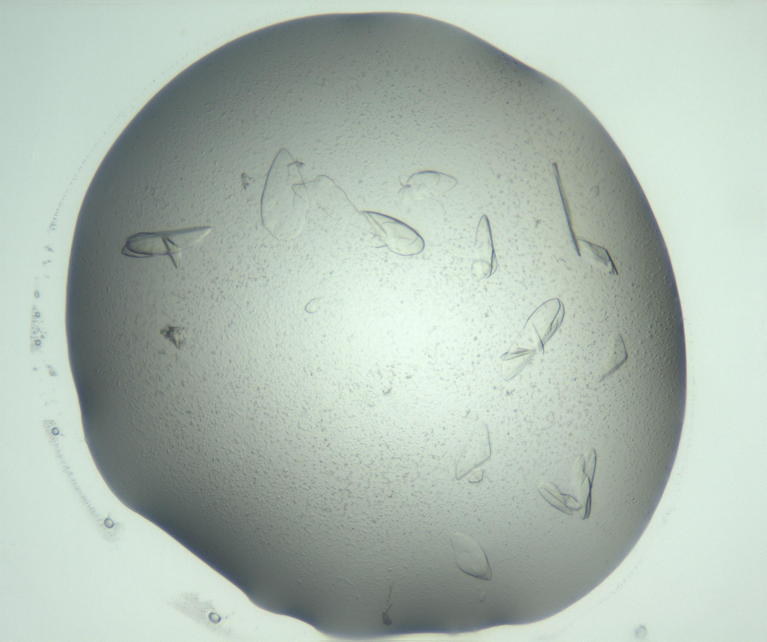 RI01_03_000_0212_Proj1_Clon1_MC_0000MC103075_002_161128_07_02_02_00_99_002_001_RAI.jpg