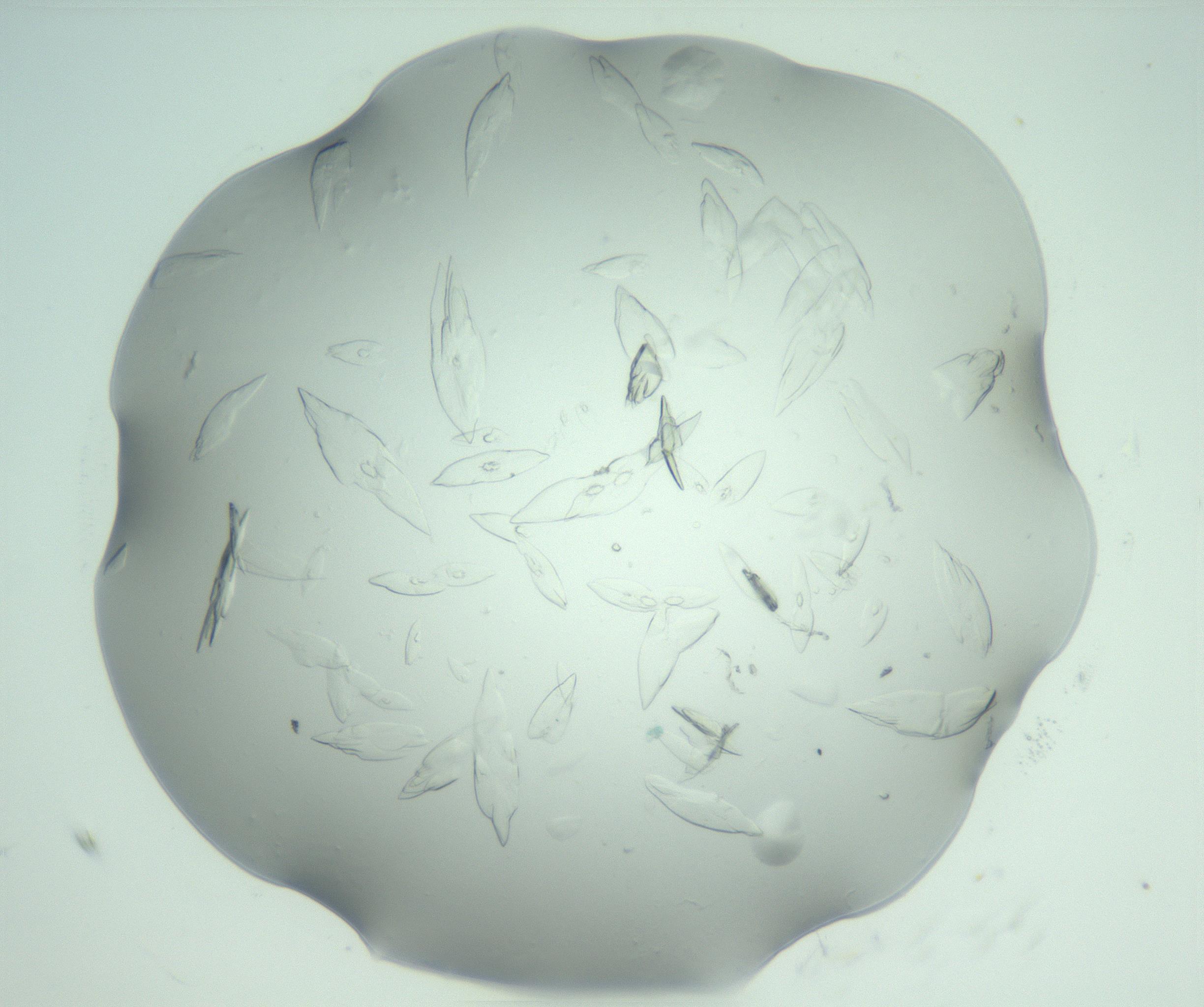 RI01_03_000_0212_Proj1_Clon1_MC_0000MC103075_002_161128_07_07_02_00_99_002_001_RAI.jpg