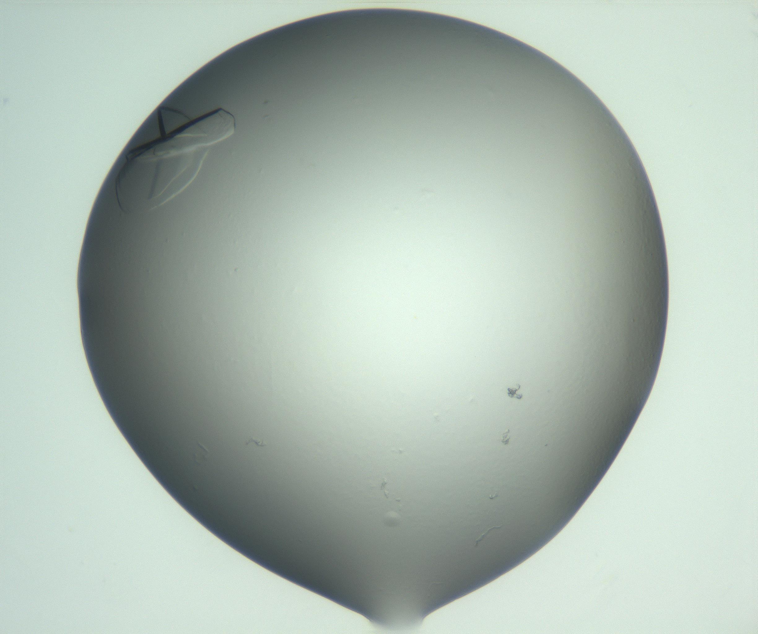 RI01_03_000_0212_Proj1_Clon1_MC_0000MC103075_002_161128_08_02_01_00_99_002_001_RAI.jpg