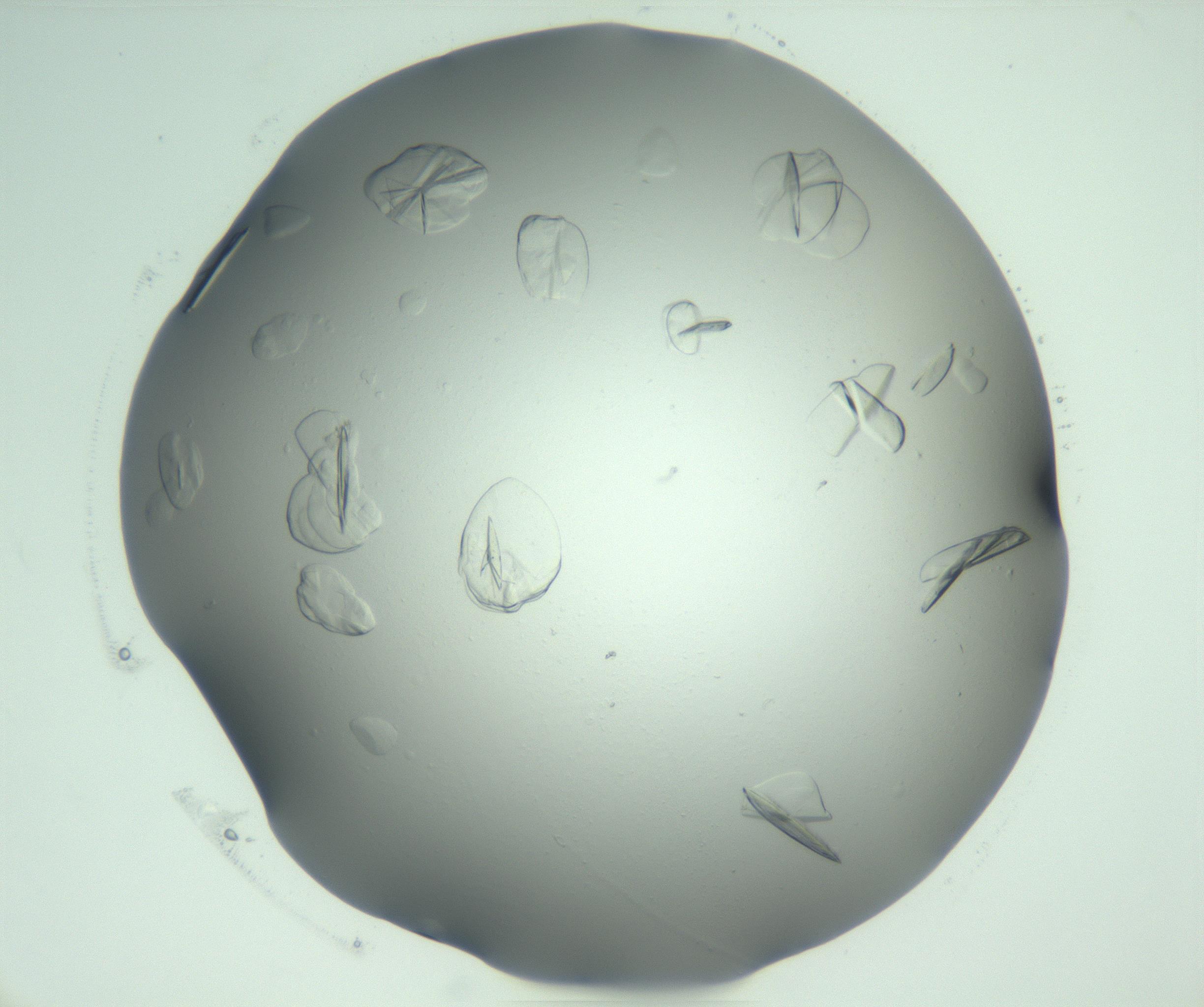 RI01_03_000_0212_Proj1_Clon1_MC_0000MC103075_002_161128_08_02_02_00_99_002_001_RAI.jpg