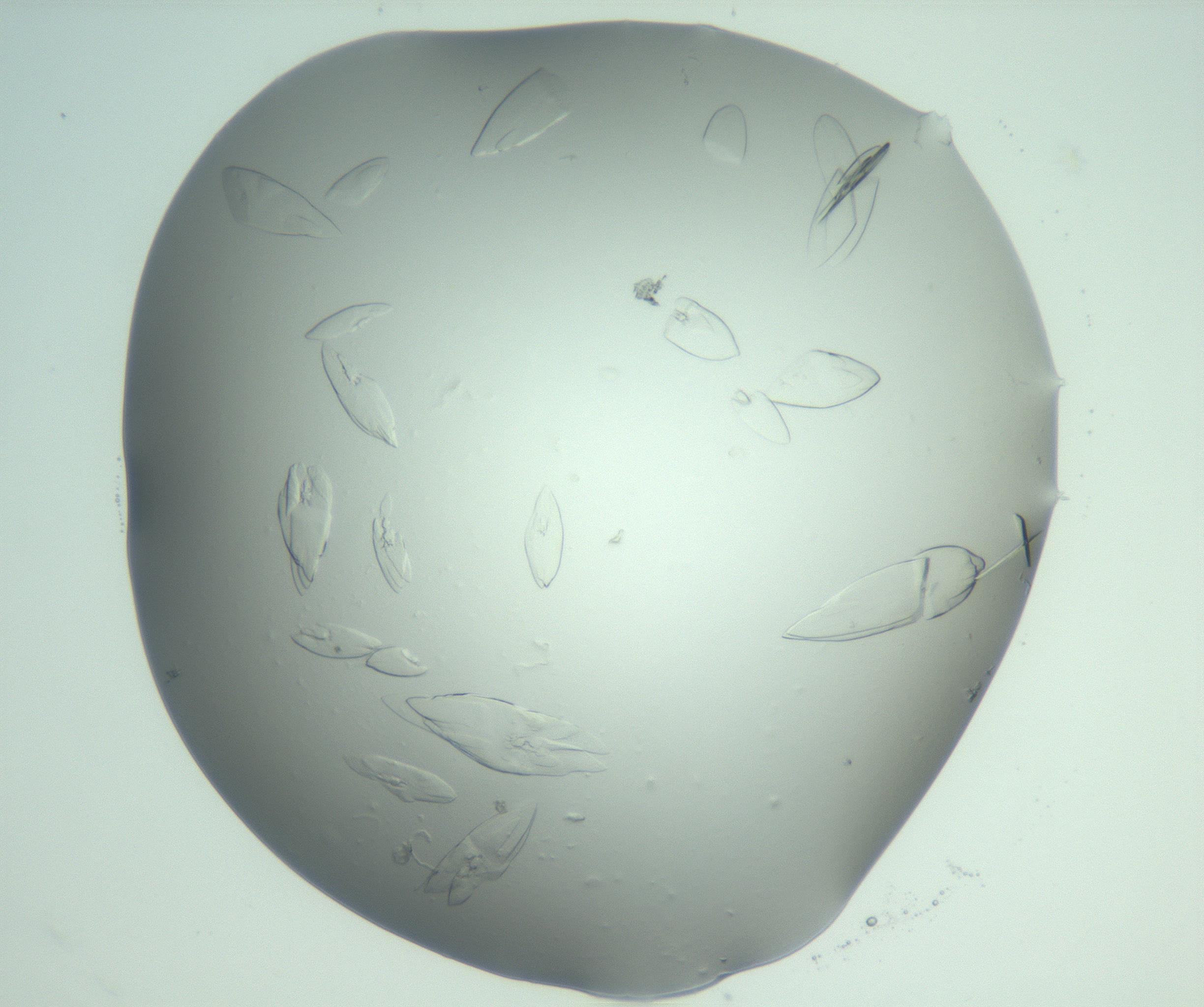 RI01_03_000_0212_Proj1_Clon1_MC_0000MC103075_002_161128_08_07_02_00_99_002_001_RAI.jpg