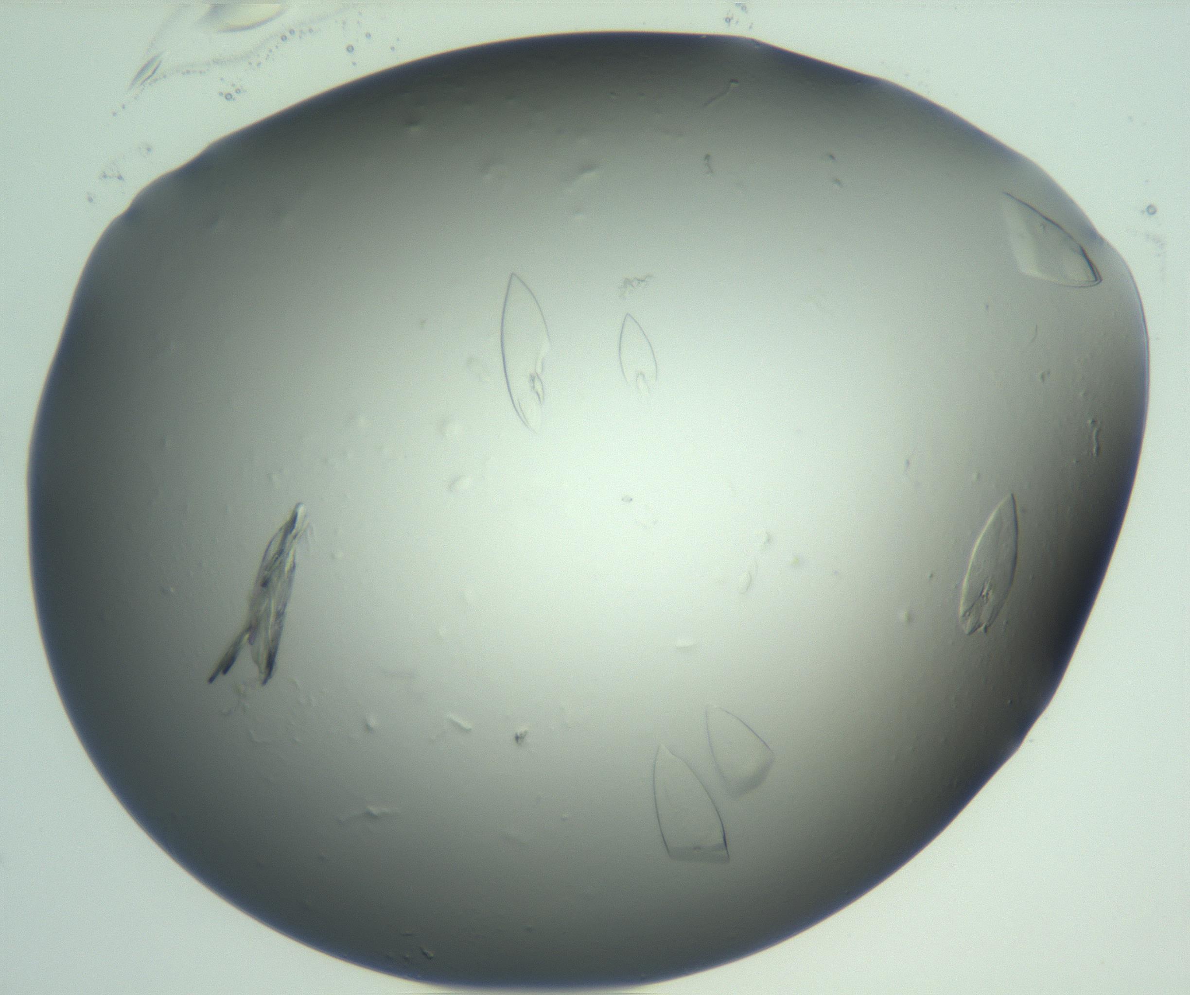 RI01_03_000_0212_Proj1_Clon1_MC_0000MC103075_002_161128_08_08_02_00_99_002_001_RAI.jpg