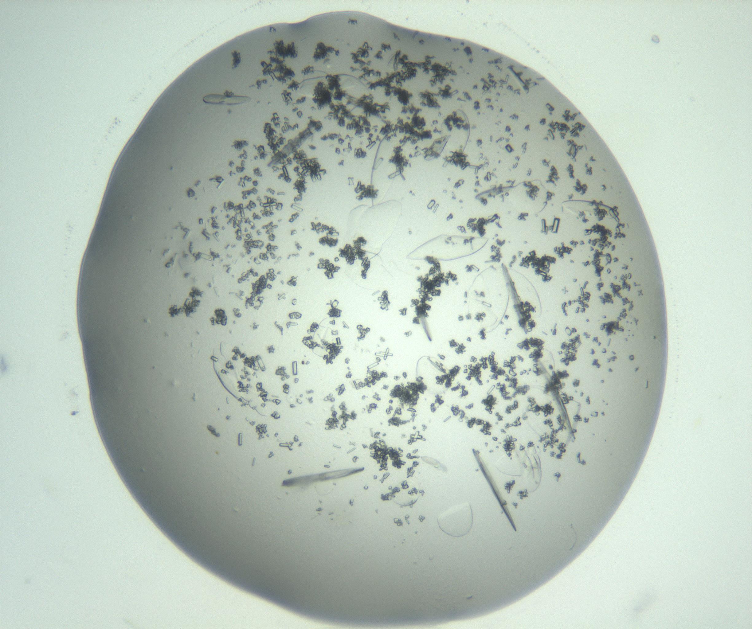 RI01_03_000_0212_Proj1_Clon1_MC_0000MC103075_002_161128_10_02_02_00_99_002_001_RAI.jpg