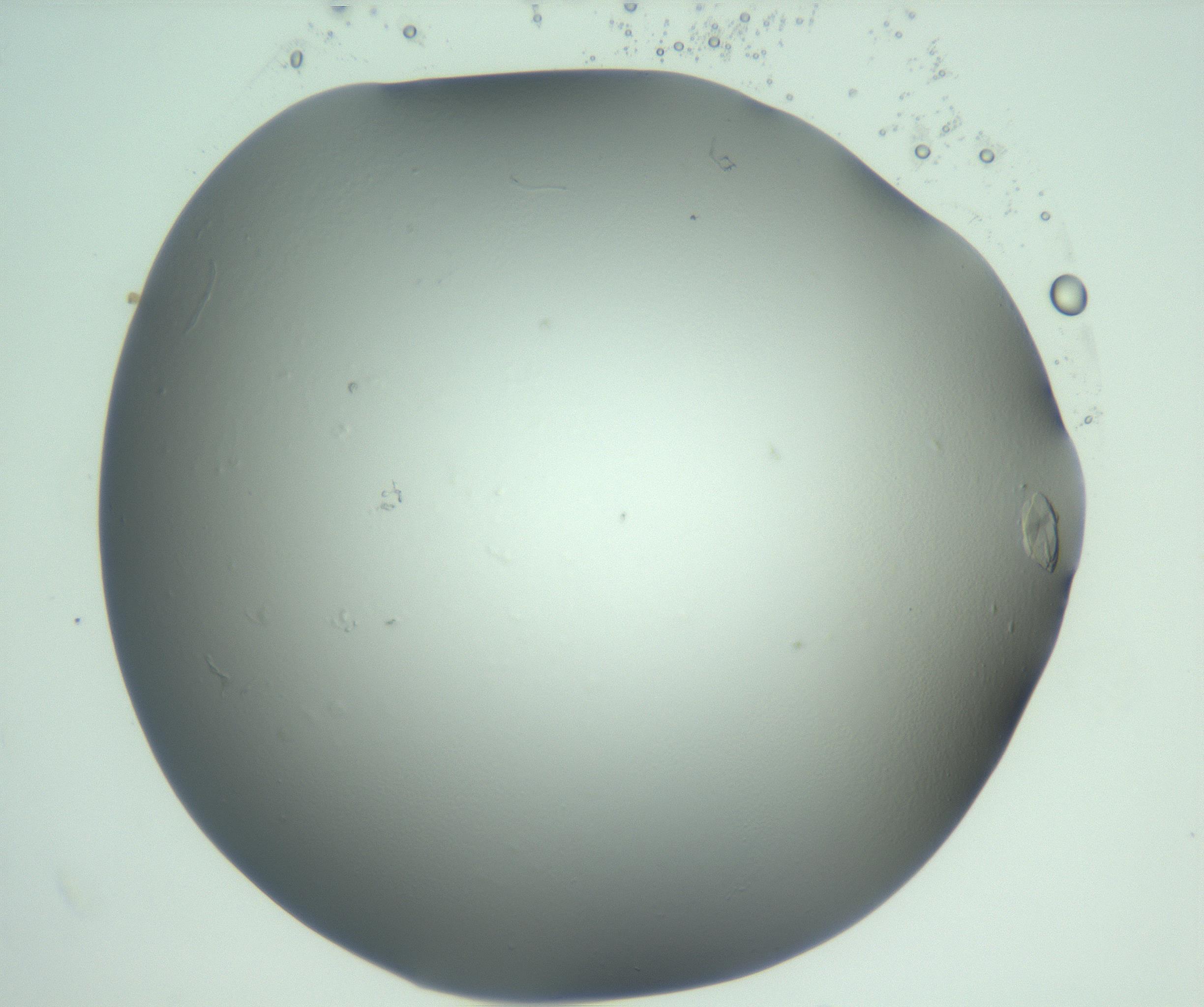RI01_03_000_0212_Proj1_Clon1_MC_0000MC103075_002_161128_10_08_02_00_99_002_001_RAI.jpg