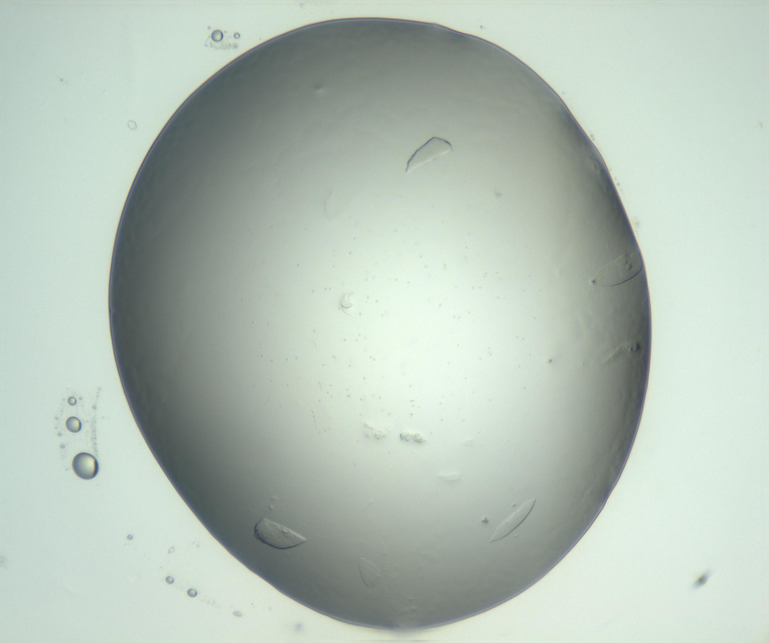 RI01_03_000_0212_Proj1_Clon1_MC_0000MC103075_002_161128_11_02_02_00_99_002_001_RAI.jpg