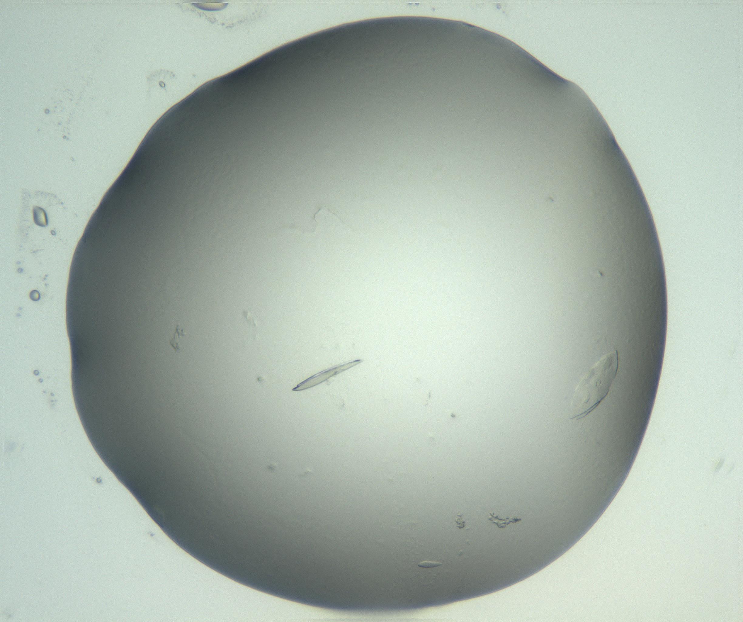RI01_03_000_0212_Proj1_Clon1_MC_0000MC103075_002_161128_12_02_02_00_99_002_001_RAI.jpg