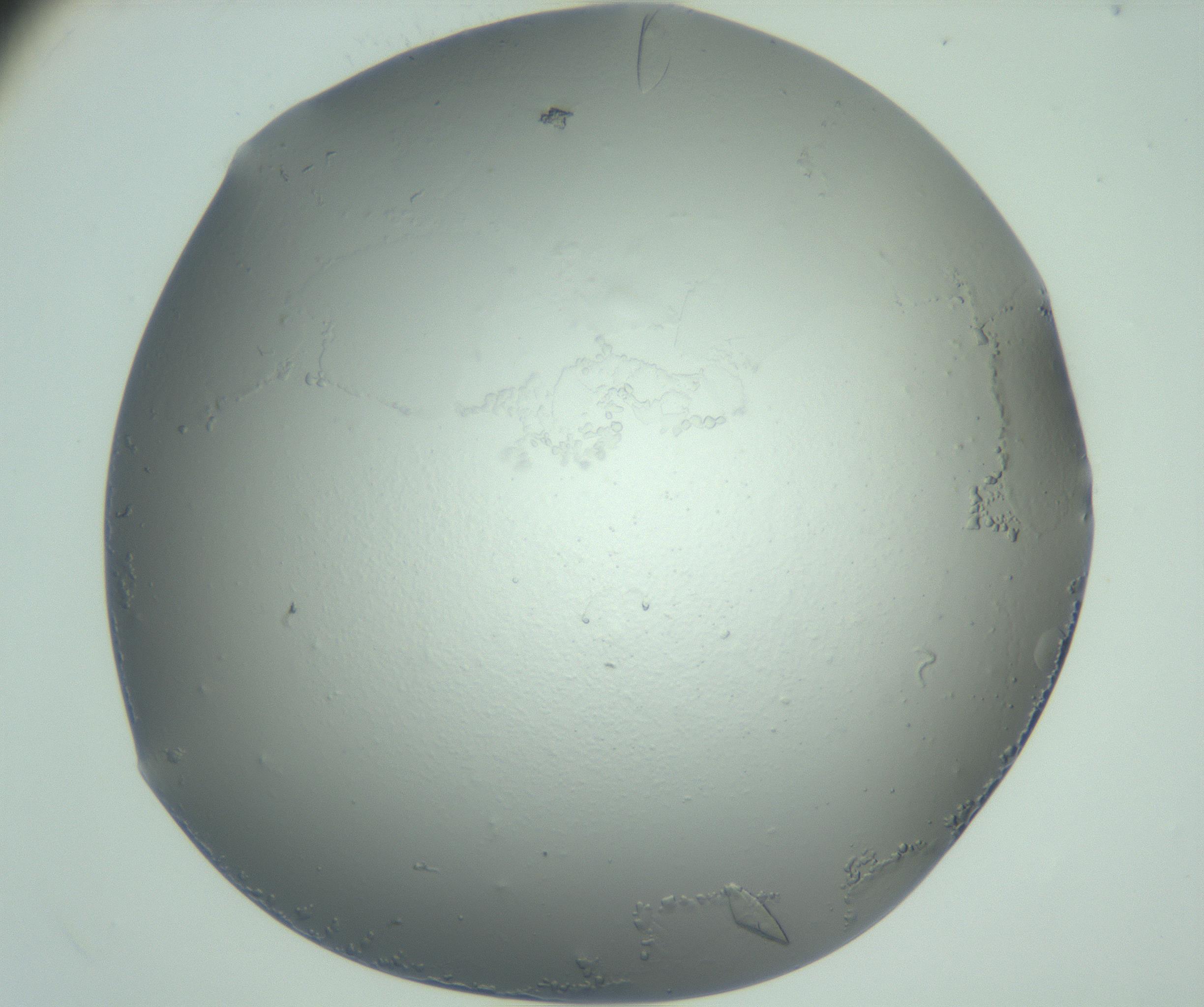RI01_03_000_0212_Proj1_Clon1_MC_0000MC103075_002_161128_12_08_02_00_99_002_001_RAI.jpg