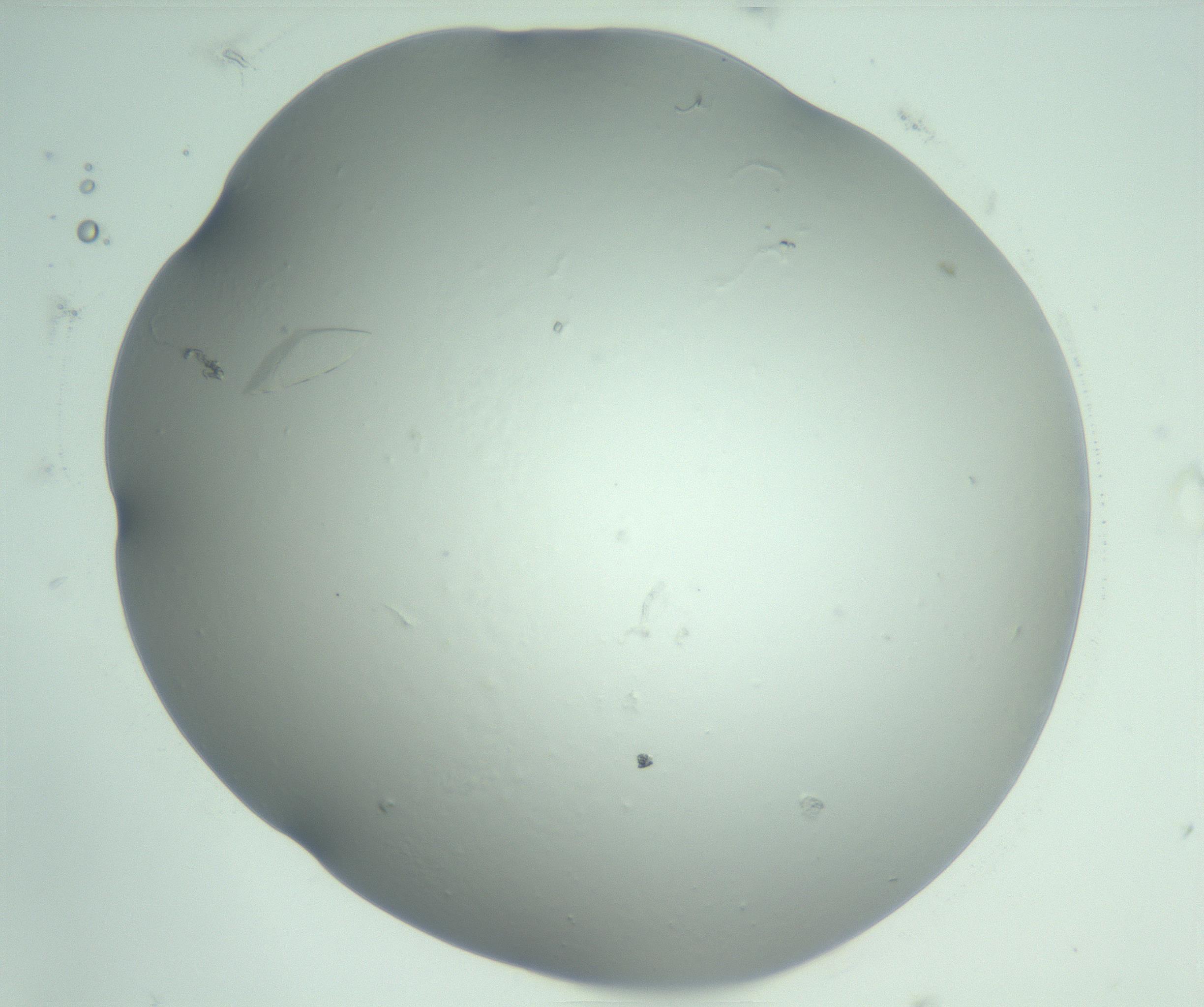 RI01_03_000_0212_Proj1_Clon1_MC_0000MC103075_003_161128_03_06_02_00_99_002_001_RAI.jpg
