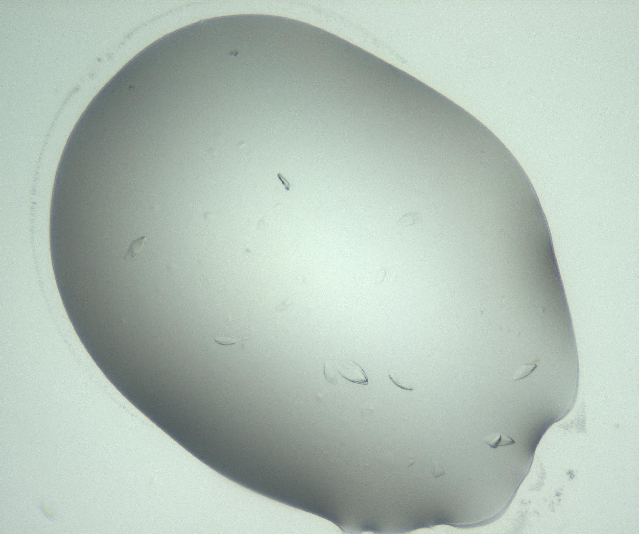 RI01_03_000_0212_Proj1_Clon1_MC_0000MC103075_003_161128_05_01_02_00_99_002_001_RAI.jpg