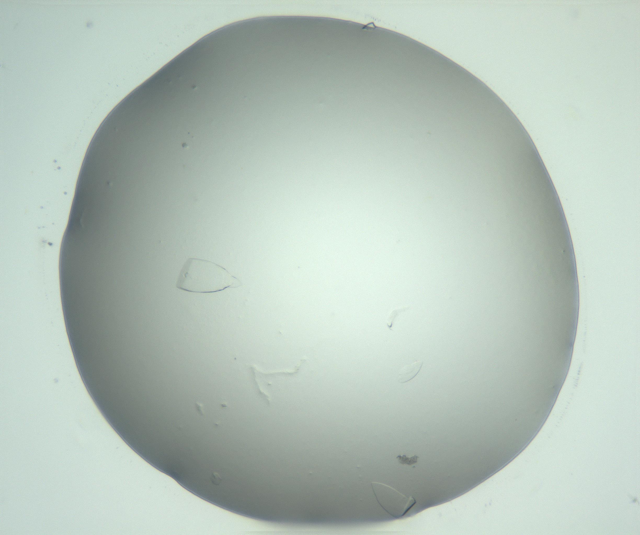 RI01_03_000_0212_Proj1_Clon1_MC_0000MC103075_003_161128_06_03_02_00_99_002_001_RAI.jpg