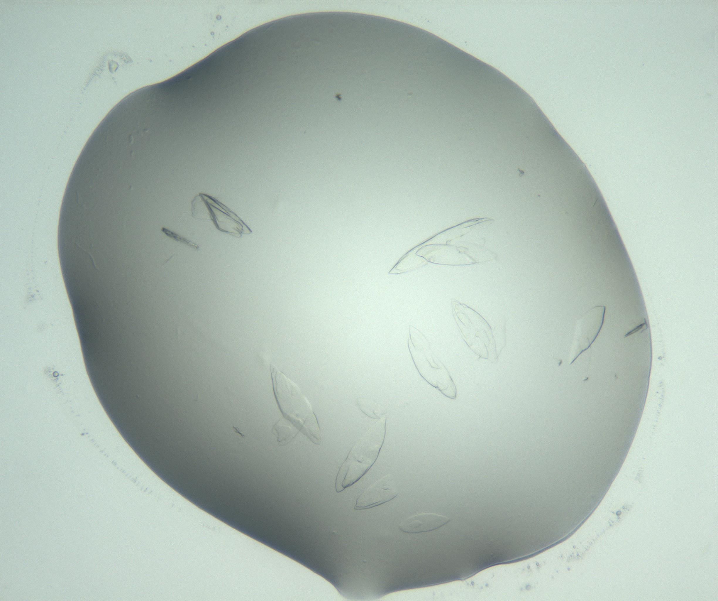 RI01_03_000_0212_Proj1_Clon1_MC_0000MC103075_003_161128_06_05_02_00_99_002_001_RAI.jpg