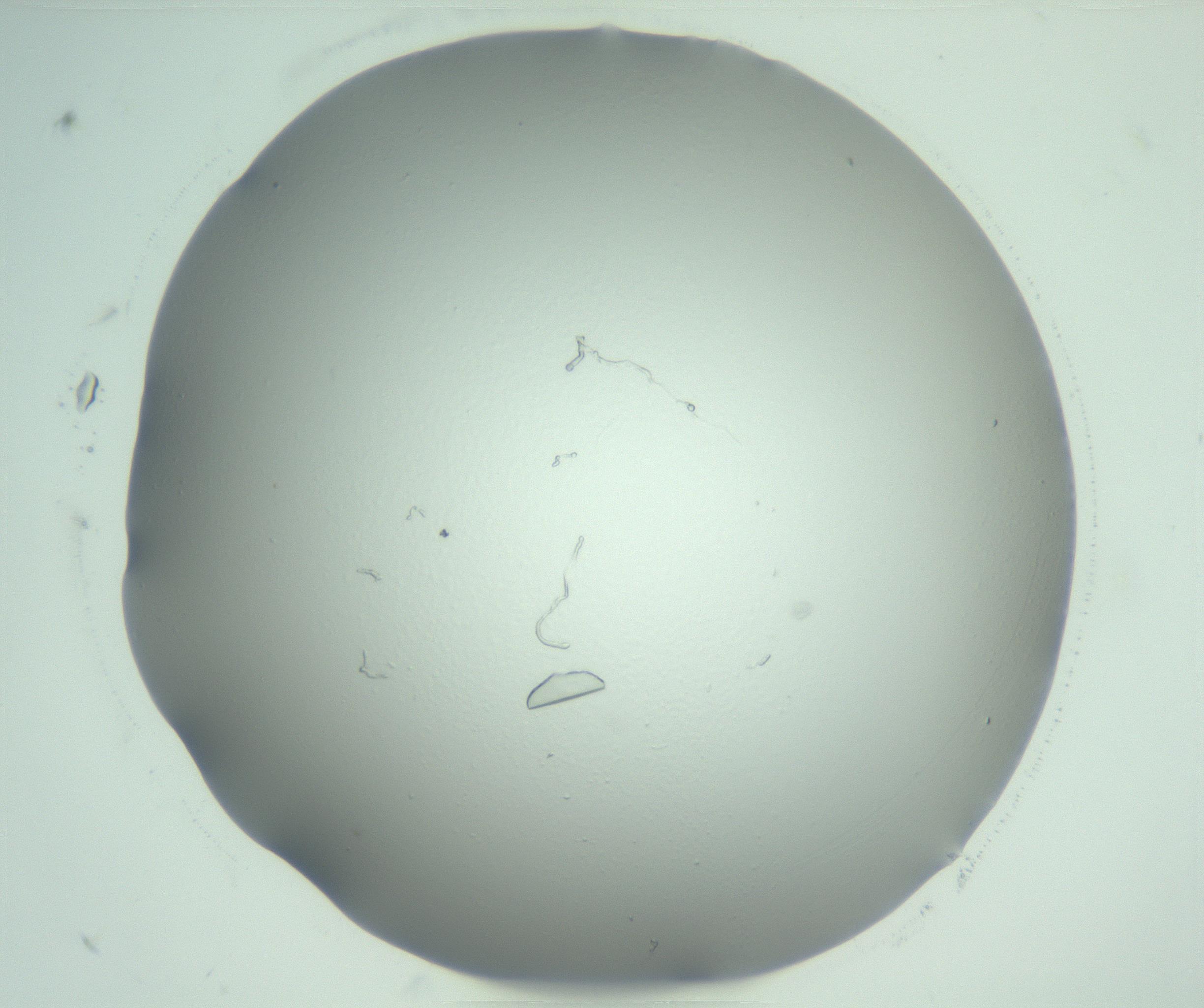 RI01_03_000_0212_Proj1_Clon1_MC_0000MC103075_003_161128_07_03_02_00_99_002_001_RAI.jpg